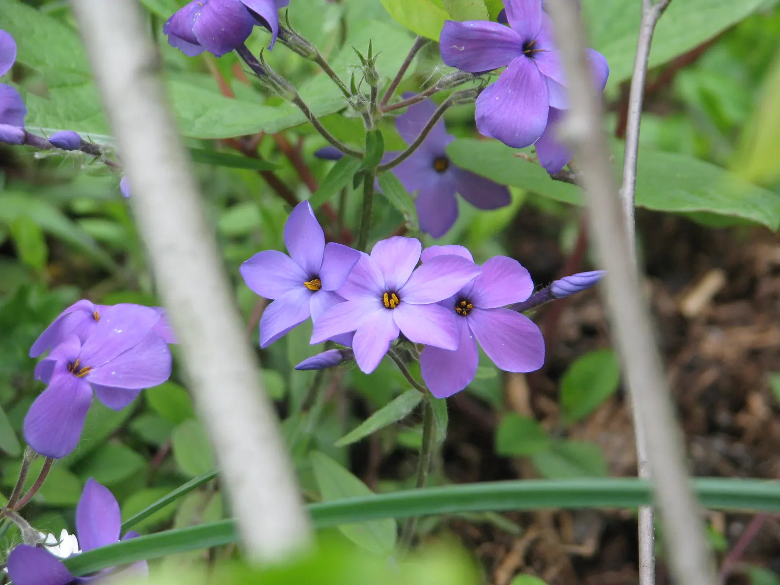 Blue Ridge Creeping Phlox (Phlox Stolonifera 'Blue Ridge') — Blue Ridge Creeping Phlox (Phlox stolonifera 'Blue Ridge') is a mat-forming perennial