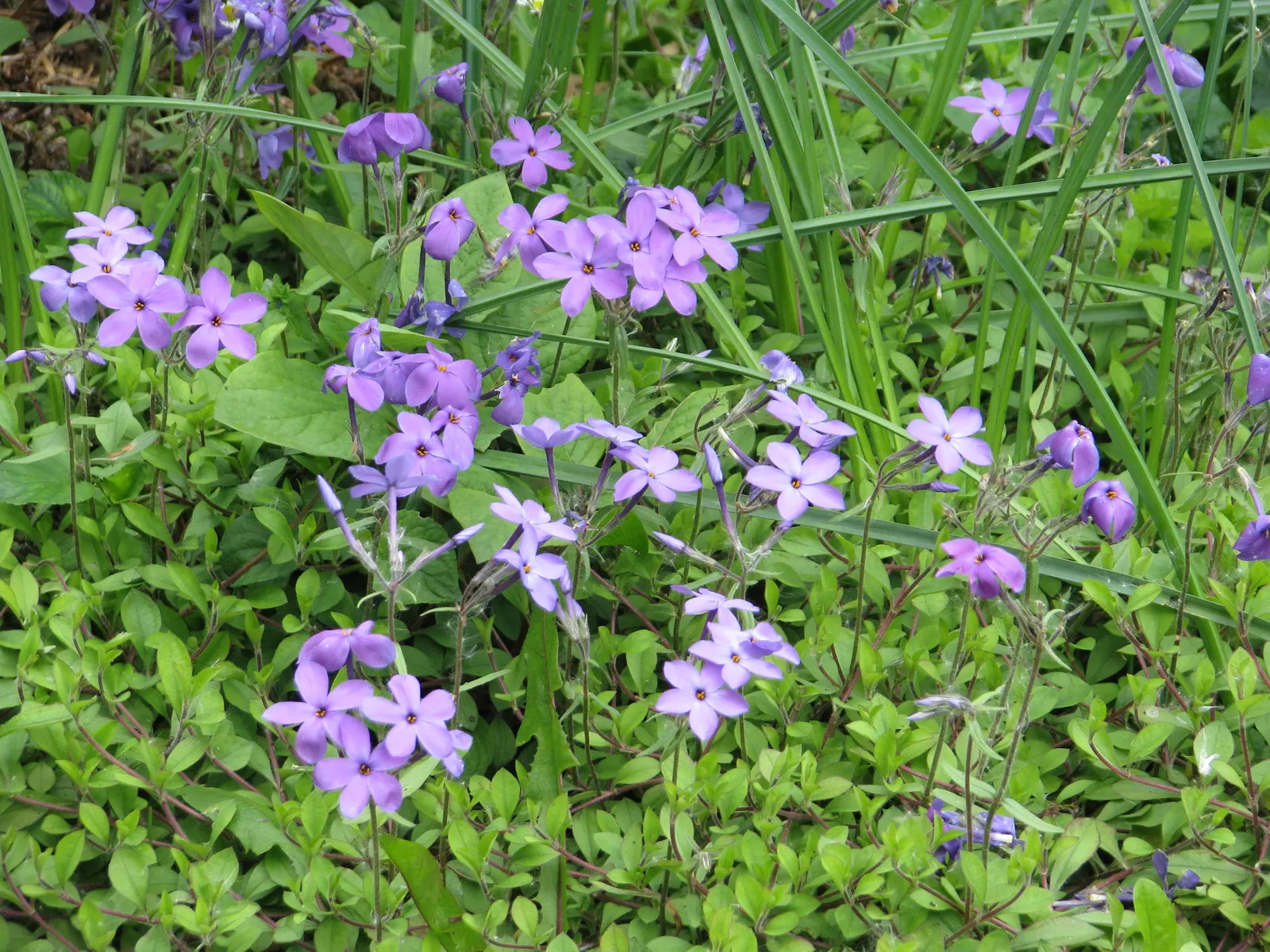 Blue Ridge Creeping Phlox (Phlox Stolonifera 'Blue Ridge') — Ideal for ground cover, rock gardens, or border fronts