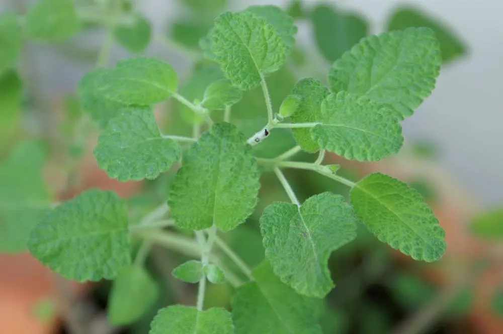 Grape-Scented Sage (Salvia Melissodora) — providing continuous blooms from spring through fall