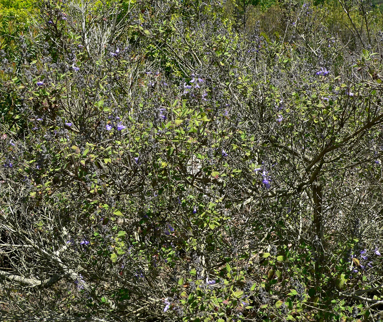 Grape-Scented Sage (Salvia Melissodora) — it's ideal for low-water gardens
