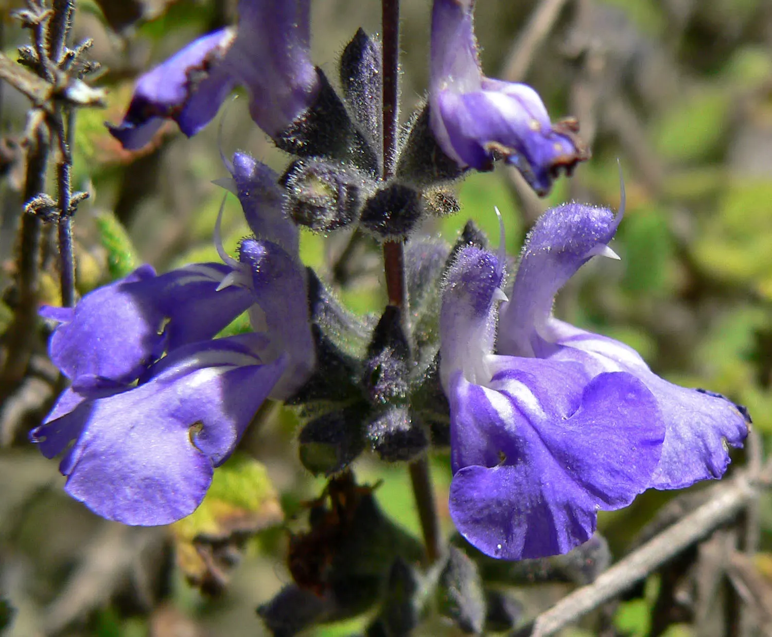 Grape-Scented Sage (Salvia Melissodora) — Hardy and drought-tolerant once established