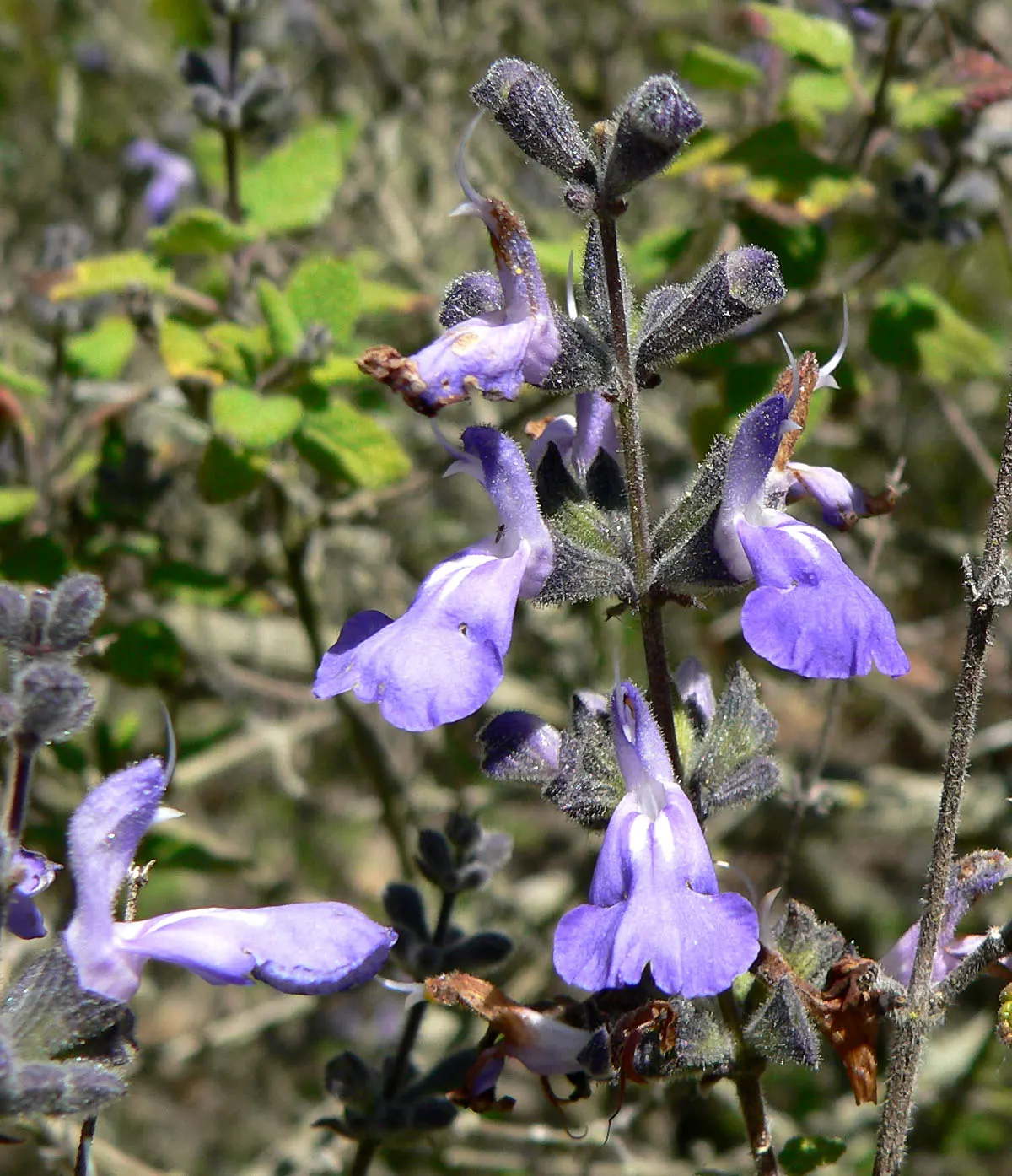 Grape-Scented Sage (Salvia Melissodora) — This perennial showcases elongated clusters of violet-blue flowers, exuding a distinctive grape-like fragrance