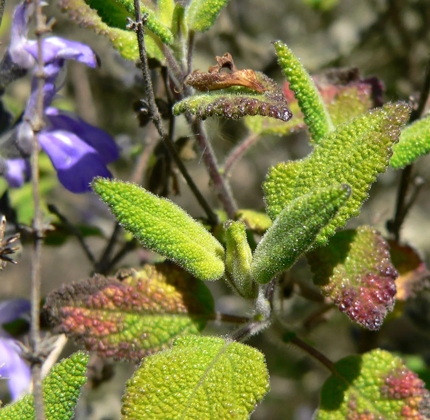 Grape-Scented Sage (Salvia Melissodora) — Reaching heights of 2-3 ft with equal spread, its aromatic foliage attracts hummingbirds and pollinators