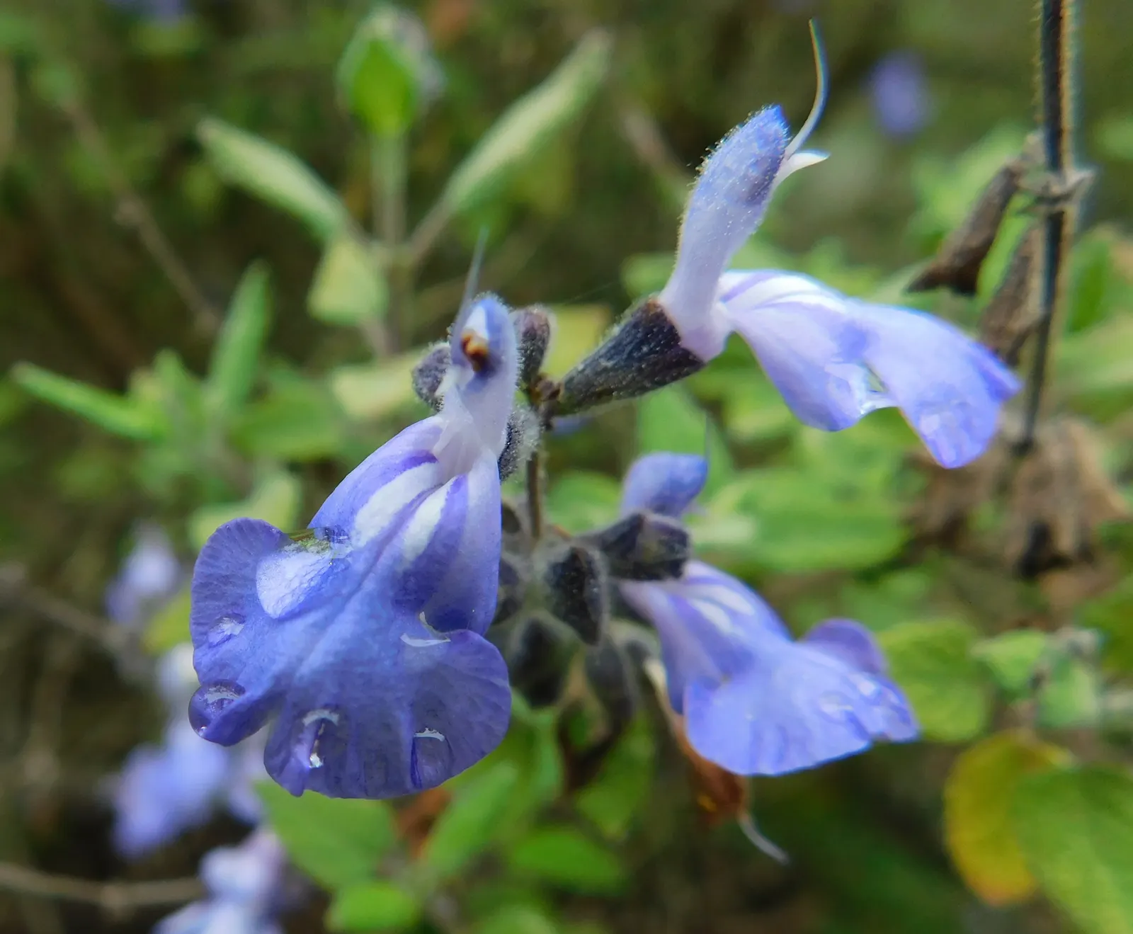 Grape-Scented Sage (Salvia Melissodora) — The Grape-scented Sage (Salvia melissodora) thrives in USDA zones 8-10, preferring full sun to part shade