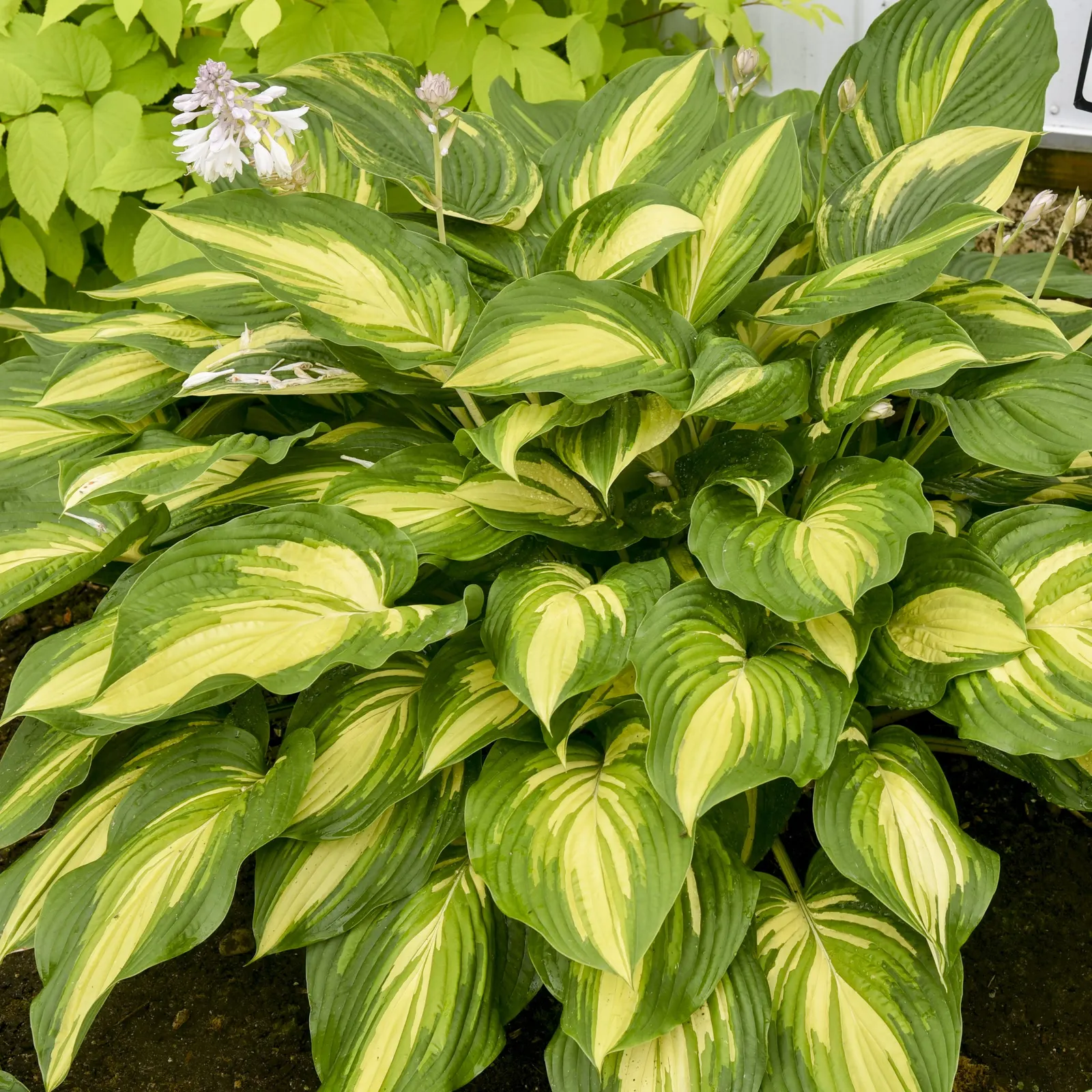 'Affair to Remember' Hosta (Hosta hybrid) — and a feathered green overlay