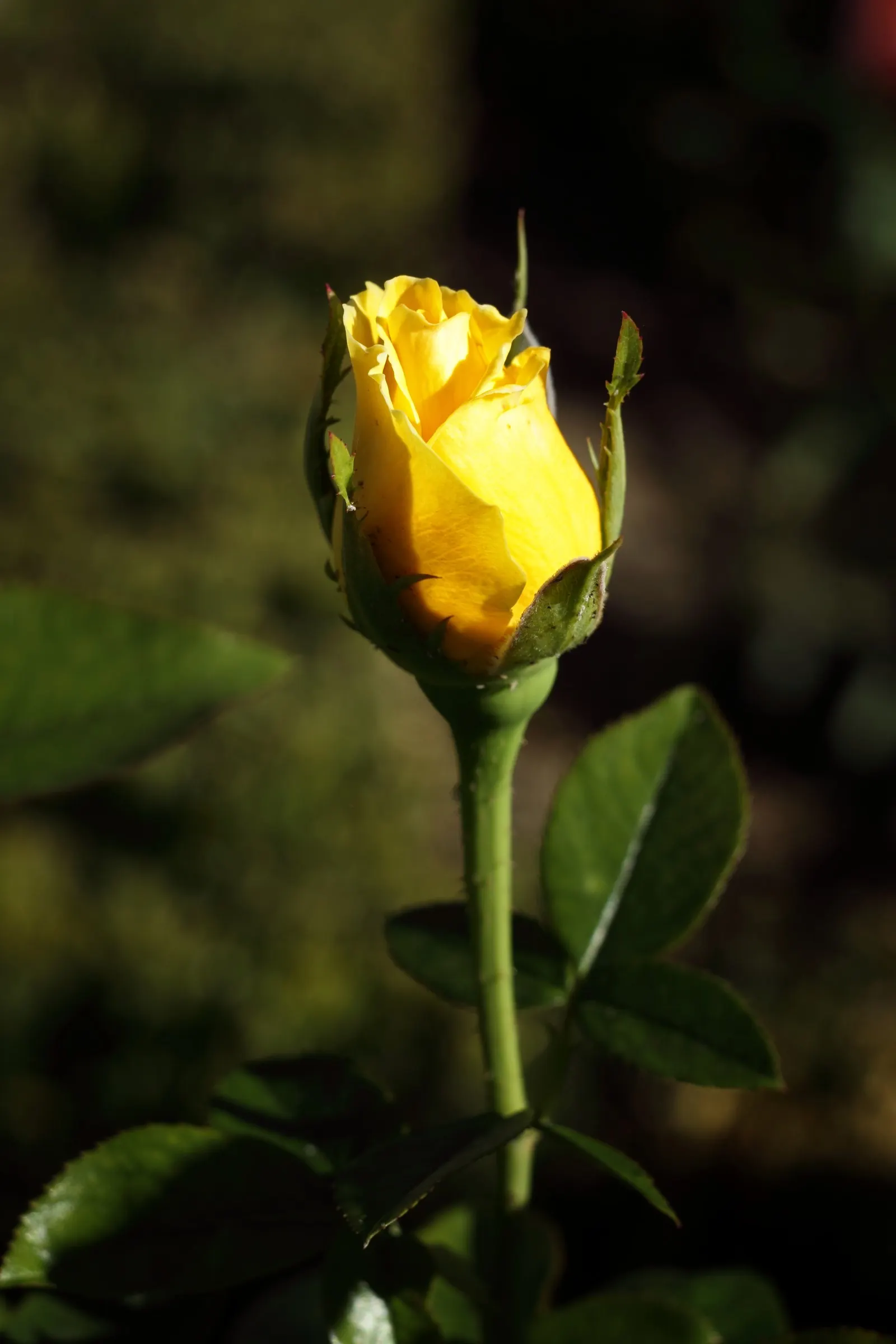 Hybrid Tea Rose (Selections) (Rosa Hybrid Tea Varieties) — well-formed blooms and long
