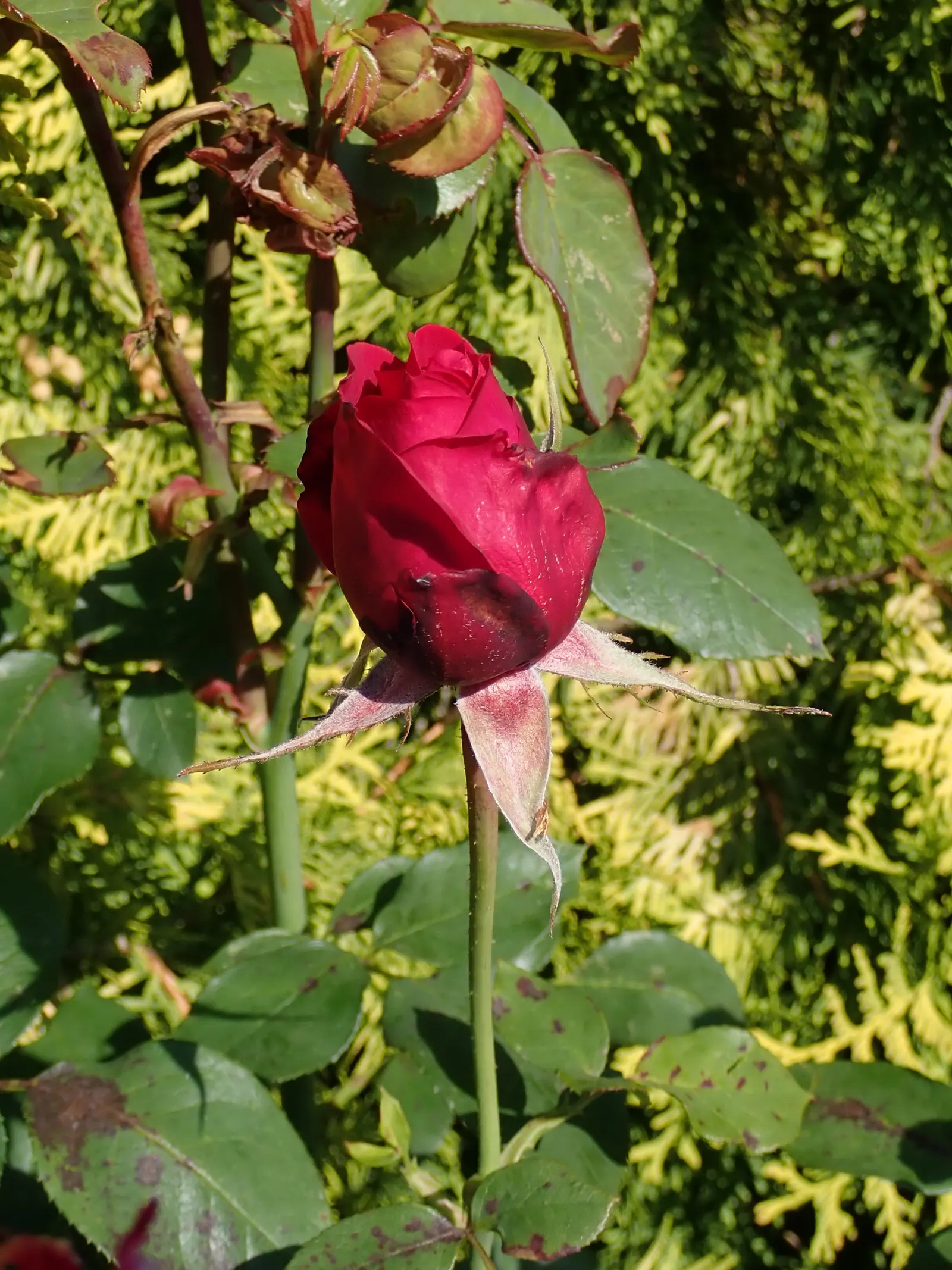 Hybrid Tea Rose (Selections) (Rosa Hybrid Tea Varieties) — Regular deadheading promotes continued flowering
