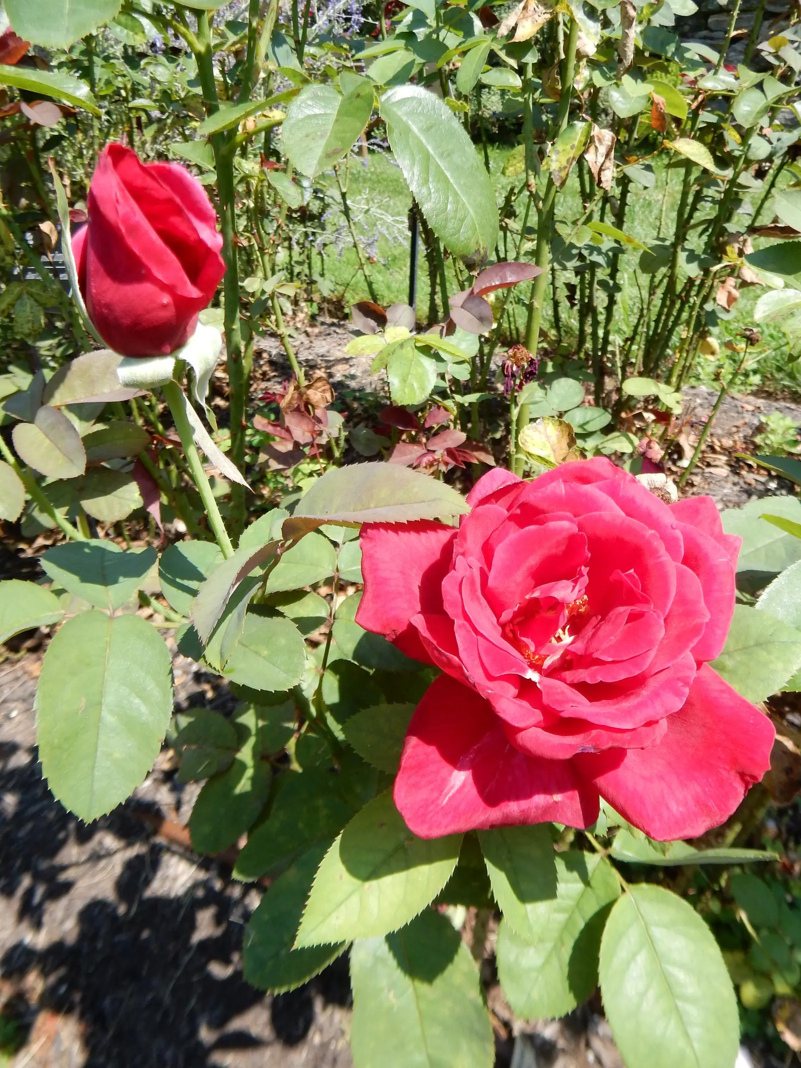 Hybrid Tea Rose (Selections) (Rosa Hybrid Tea Varieties) — elegantly shaped blooms perched on long