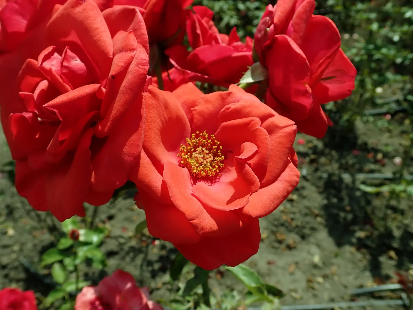Hybrid Tea Rose (Selections) (Rosa Hybrid Tea Varieties) — Their distinct fragrance adds sensory appeal to any landscape design