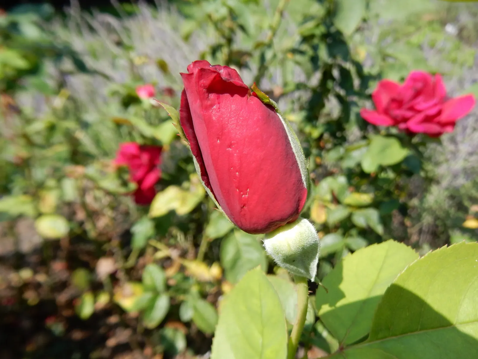 Hybrid Tea Rose (Selections) (Rosa Hybrid Tea Varieties) — These roses are renowned for their variety