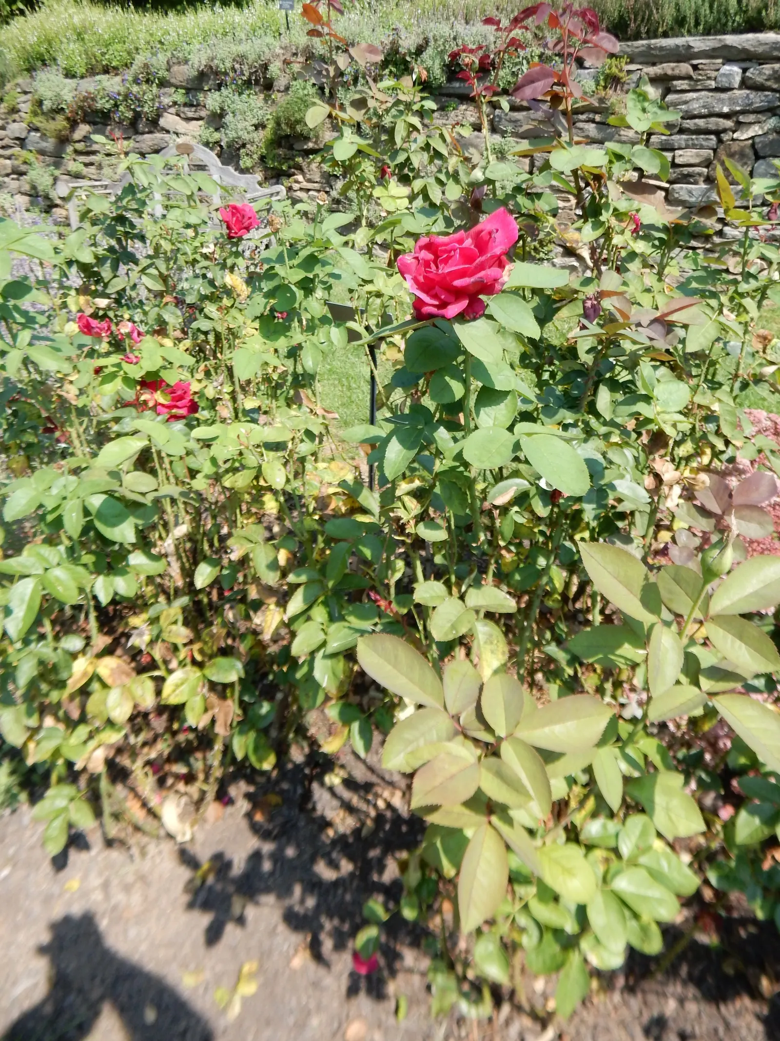 Hybrid Tea Rose (Selections) (Rosa Hybrid Tea Varieties) — sturdy stems of 18-24 inches