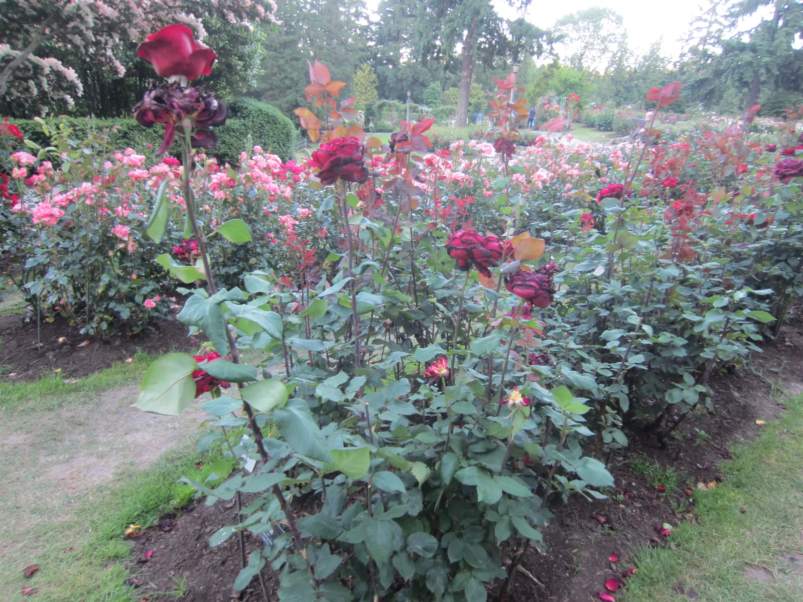 Hybrid Tea Rose (Selections) (Rosa Hybrid Tea Varieties) — a favorite among gardeners