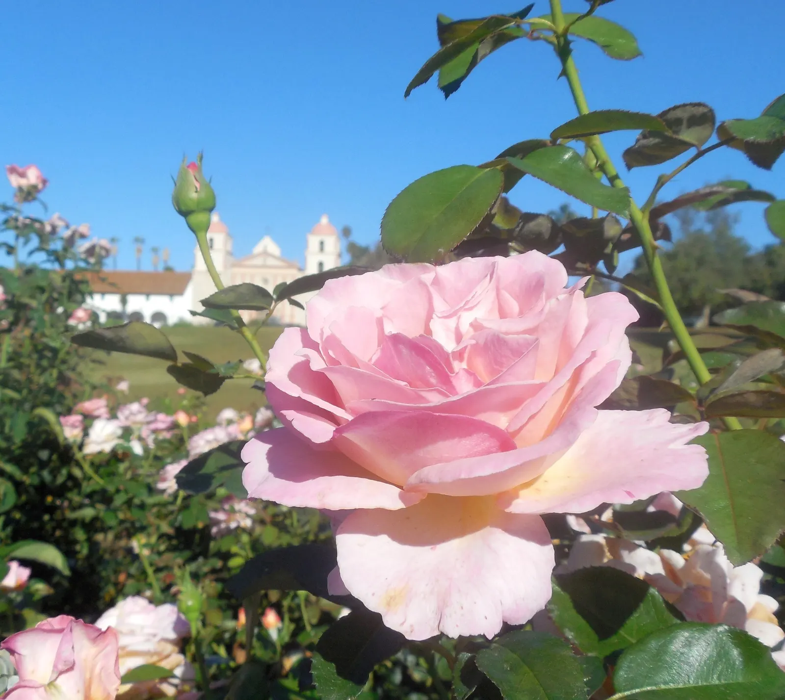 Hybrid Tea Rose (Selections) (Rosa Hybrid Tea Varieties) — upright stems that typically range from 3 to 6 feet in height