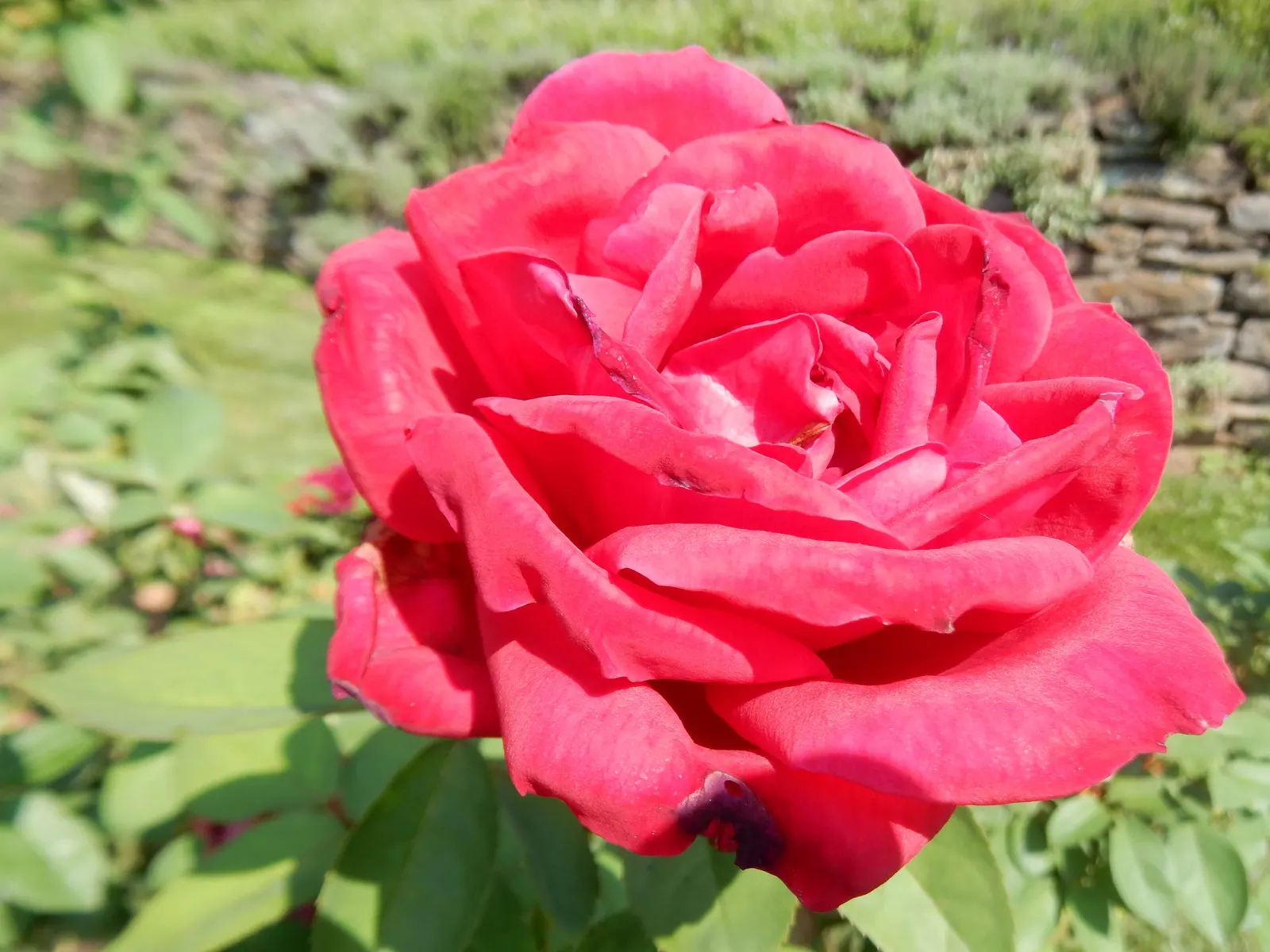 Hybrid Tea Rose (Selections) (Rosa Hybrid Tea Varieties) — They boast a diverse color palette and a classic, high-centered form