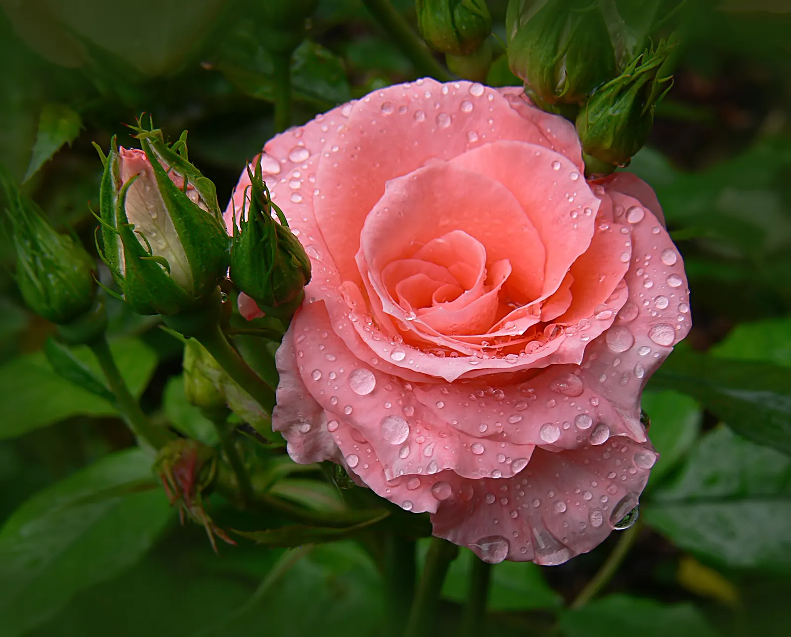 Hybrid Tea Rose (Selections) (Rosa Hybrid Tea Varieties) — distinguished as the 'Rosa Hybrid Tea'