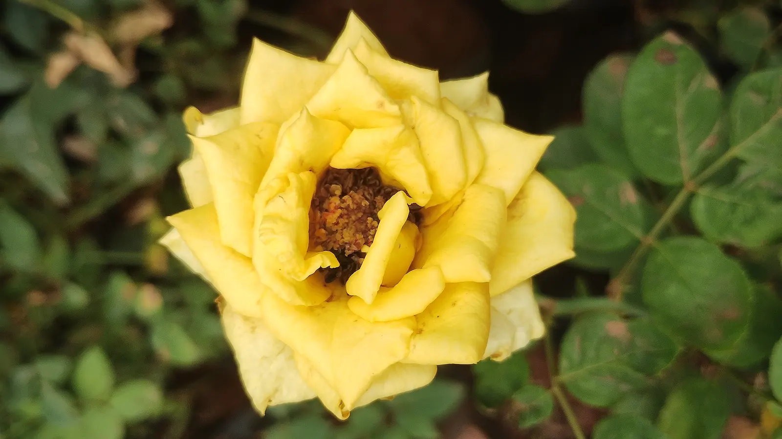 Hybrid Tea Rose (Selections) (Rosa Hybrid Tea Varieties) — Ideal for cutting gardens