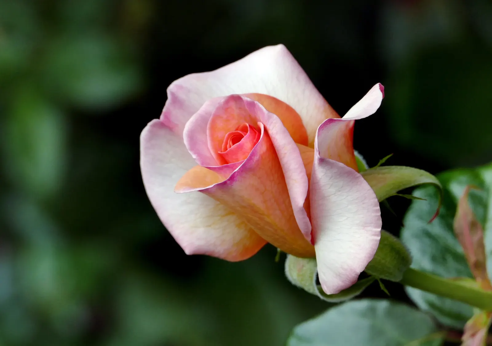 Hybrid Tea Rose (Selections) (Rosa Hybrid Tea Varieties) — these perennials reach 3-6 feet in height and require full sun with well-draining soil