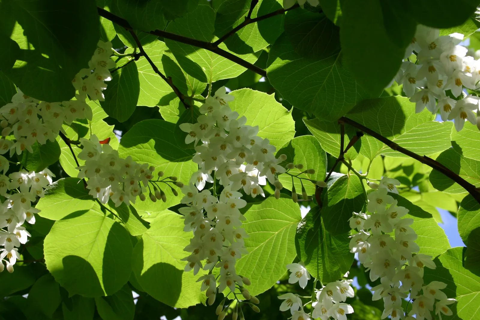Fragrant Snowbell (Styrax Obassia) — Reaching an average height of 20 to 30 feet with a spread of 15 to 20 feet; it reaches heights of 20-30 feet with a spread