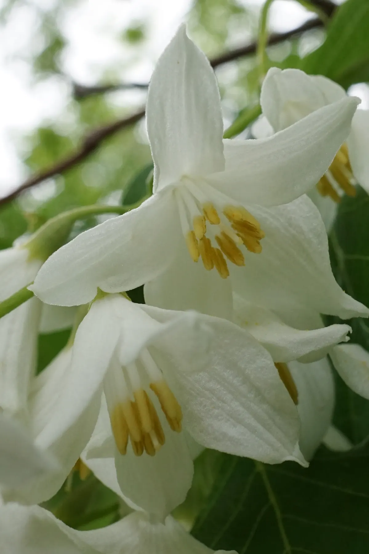 Fragrant Snowbell (Styrax Obassia) — with a lush green appearance that turns to striking shades of yellow in the fall