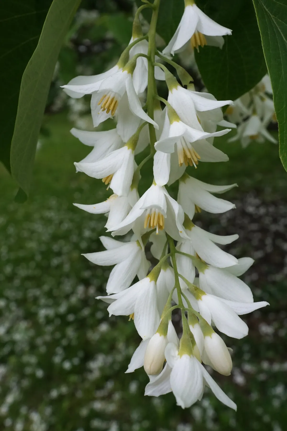 Fragrant Snowbell (Styrax Obassia) — It reaches heights of 20-30 feet with a spread of 15-20 feet; plant it in well-drained, loamy soil, preferably, image 68