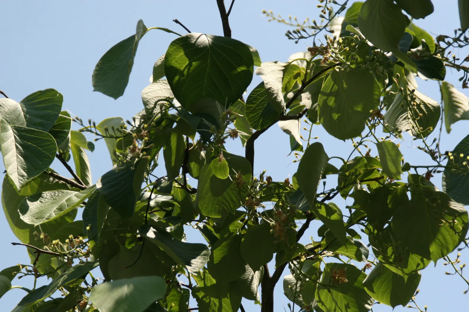 Fragrant Snowbell (Styrax Obassia) — this elegant tree boasts a symmetrical