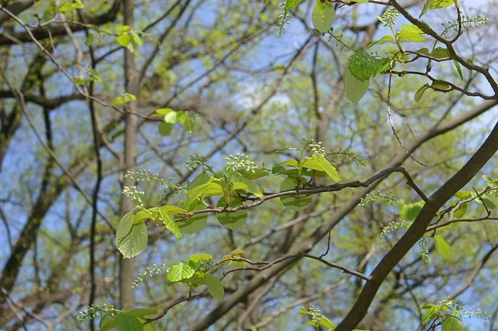 Fragrant Snowbell (Styrax Obassia) — white flowers in the garden