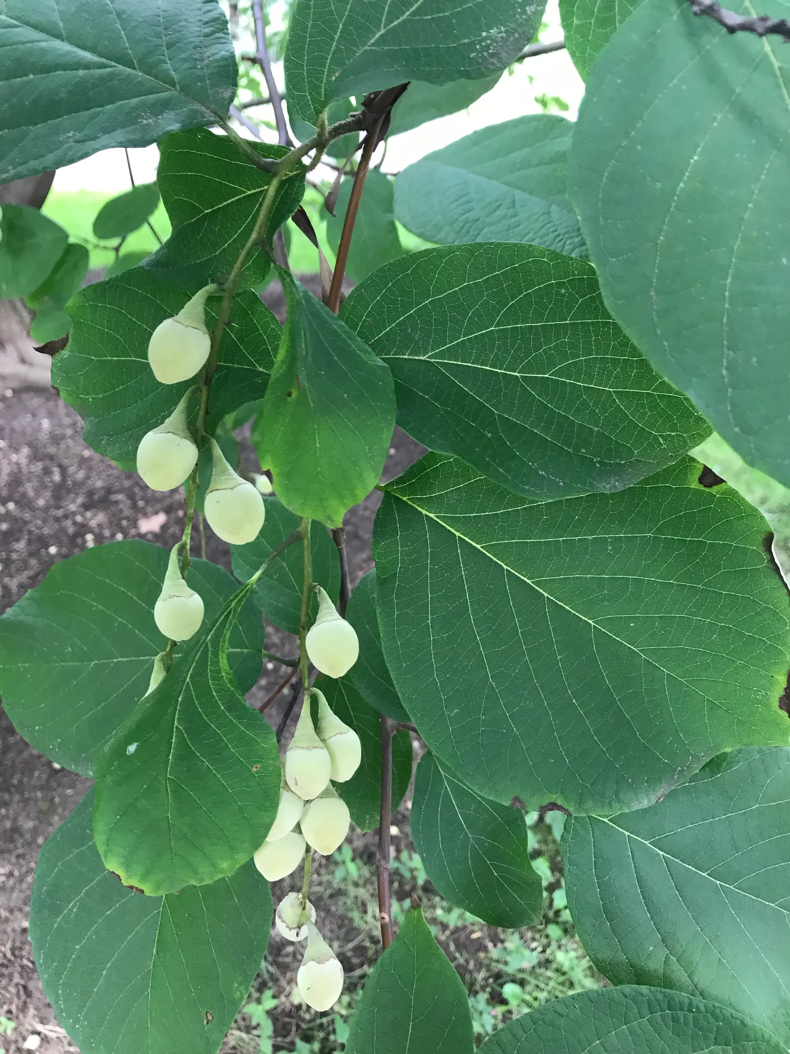 Fragrant Snowbell (Styrax Obassia) — this elegant tree boasts a symmetrical; rounded canopy that creates an alluring focal point, image 52