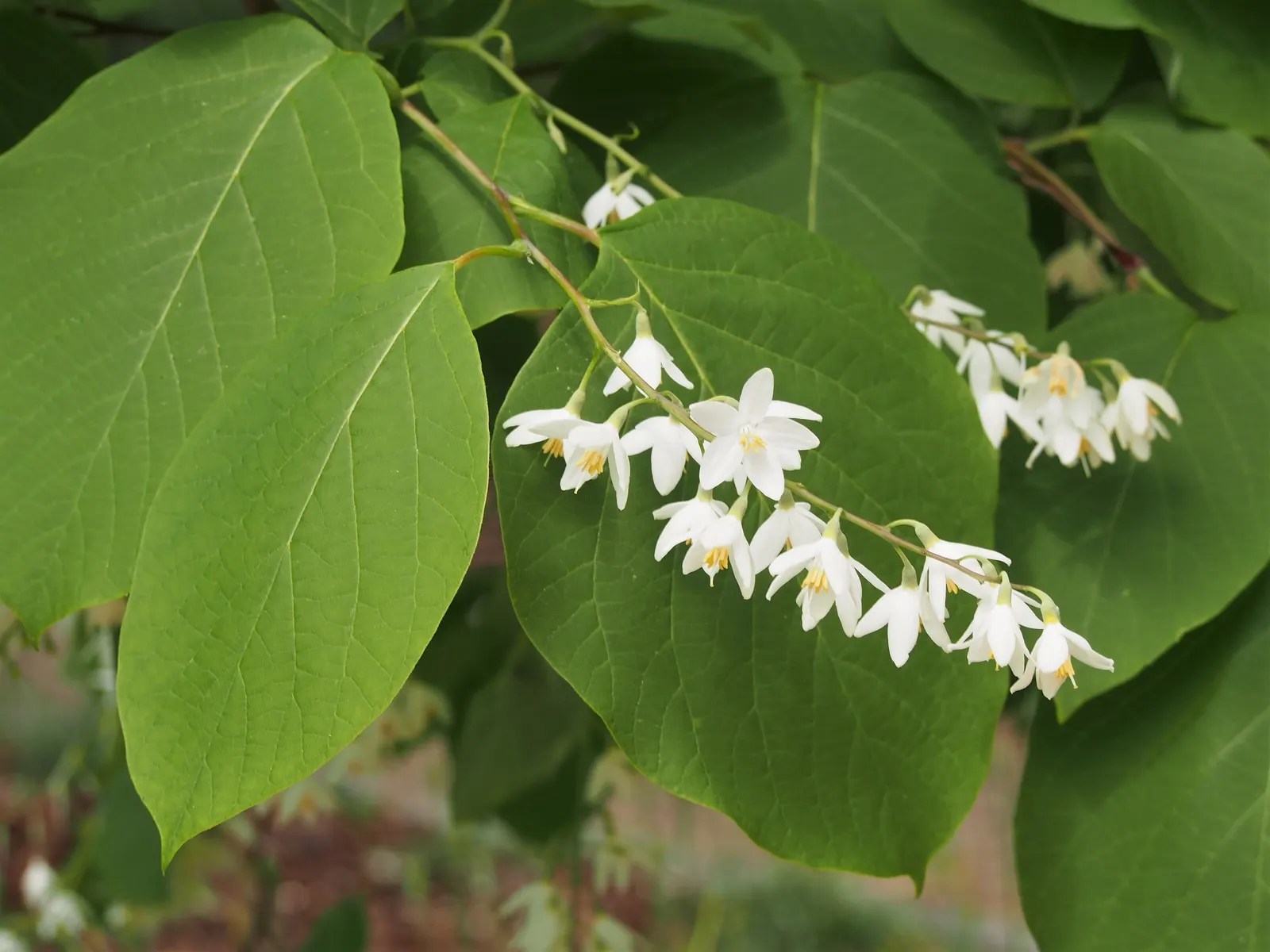Fragrant Snowbell (Styrax Obassia) — white flowers in the garden; it offers low maintenance in diverse landscapes while providing a stunning visual and sensory