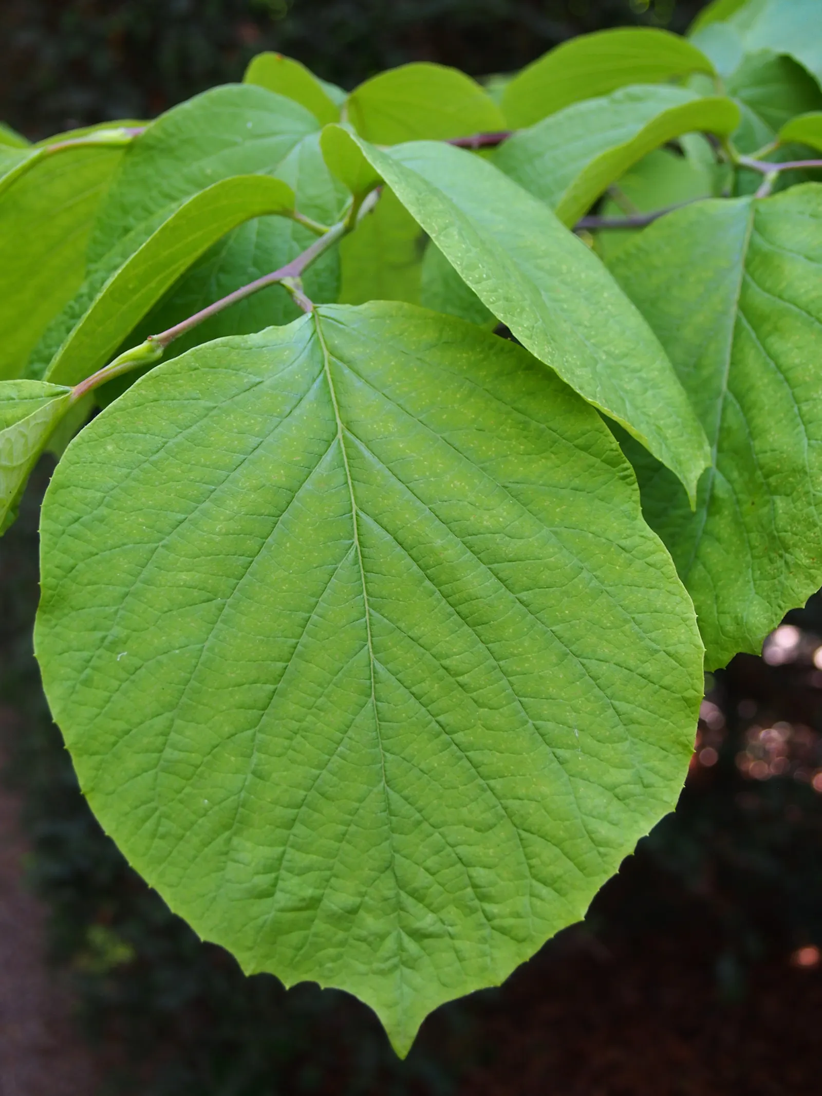 Fragrant Snowbell (Styrax Obassia) — It reaches heights of 20-30 feet with a spread of 15-20 feet; plant it in well-drained, loamy soil, preferably, image 46
