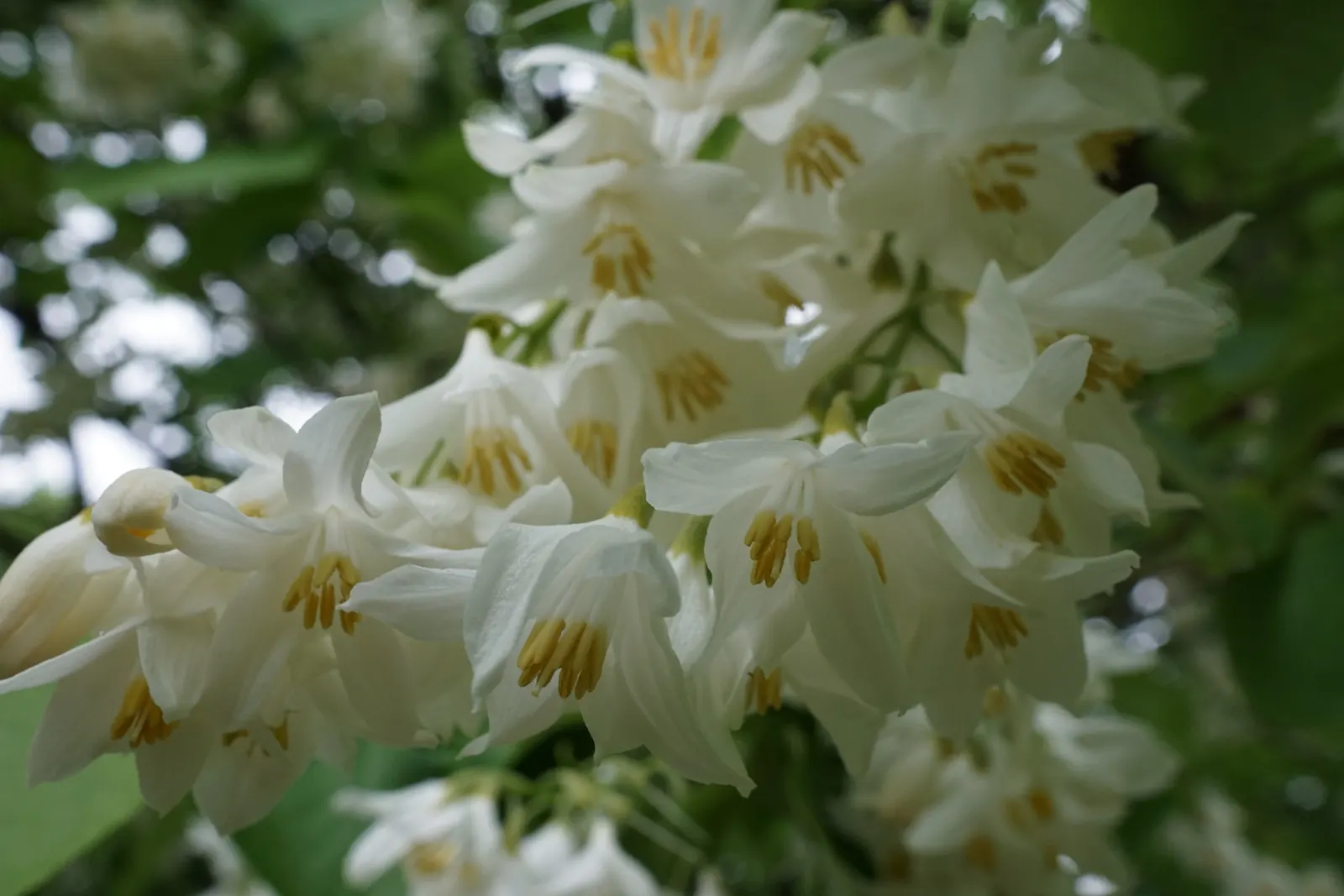 Fragrant Snowbell (Styrax Obassia) — A low-maintenance yet captivating tree