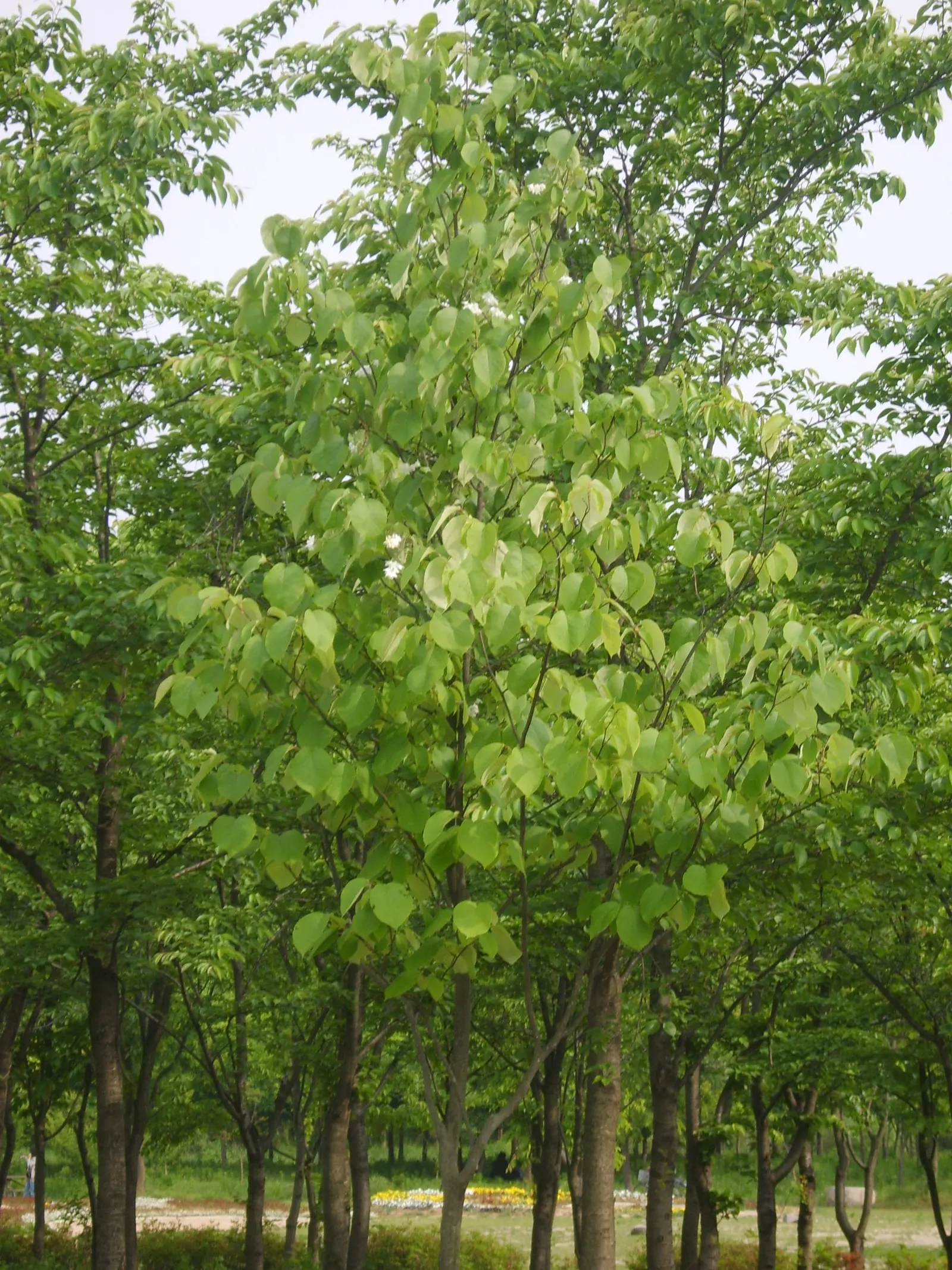 Fragrant Snowbell (Styrax Obassia) — Plant it in well-drained, loamy soil, preferably with a slightly acidic to neutral pH; this elegant tree, image 55