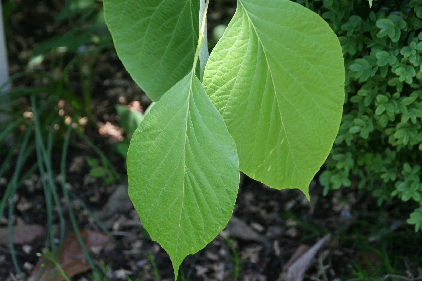 Fragrant Snowbell (Styrax Obassia) — This species thrives under full sun to partial shade exposure