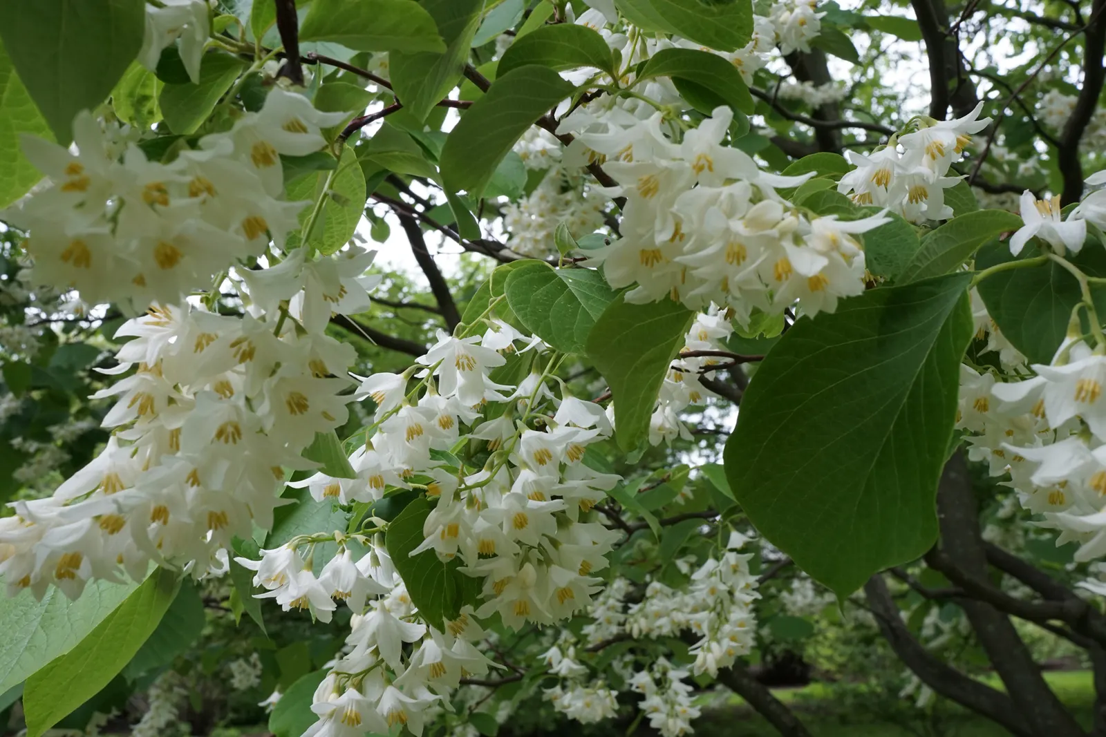 Fragrant Snowbell (Styrax Obassia) — it offers low maintenance in diverse landscapes while providing a stunning visual and sensory display; styrax, image 49