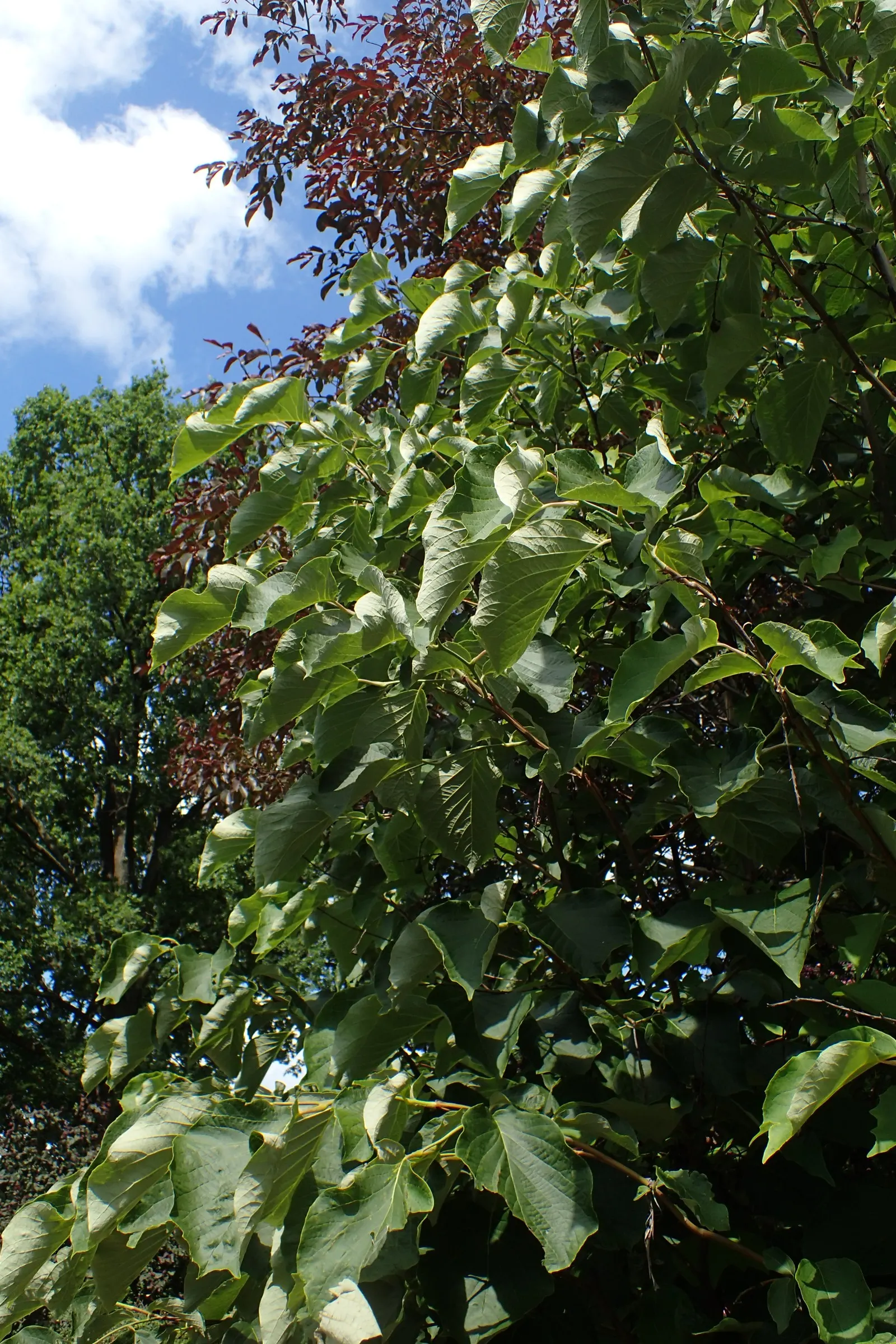 Fragrant Snowbell (Styrax Obassia) — A low-maintenance yet captivating tree; white flowers in the garden, image 63