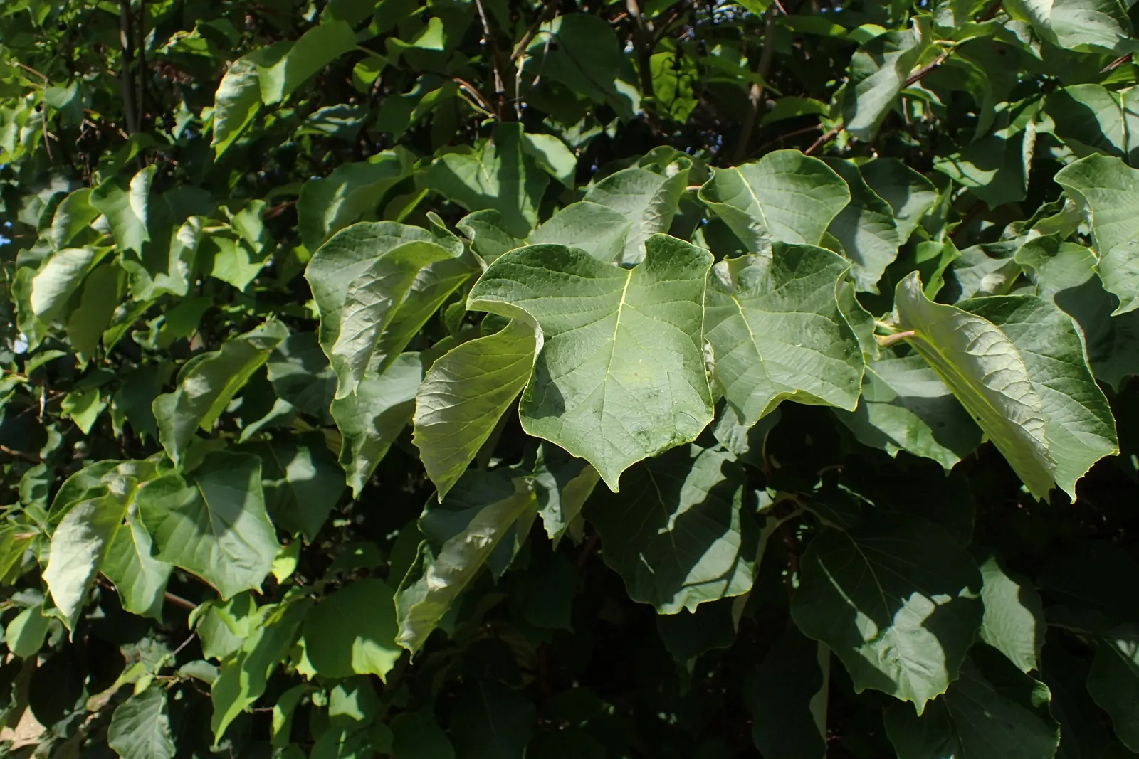 Fragrant Snowbell (Styrax Obassia) — exuding a sweet fragrance that can perfume the entire garden; reaching an average height of 20 to 30 feet with, image 58