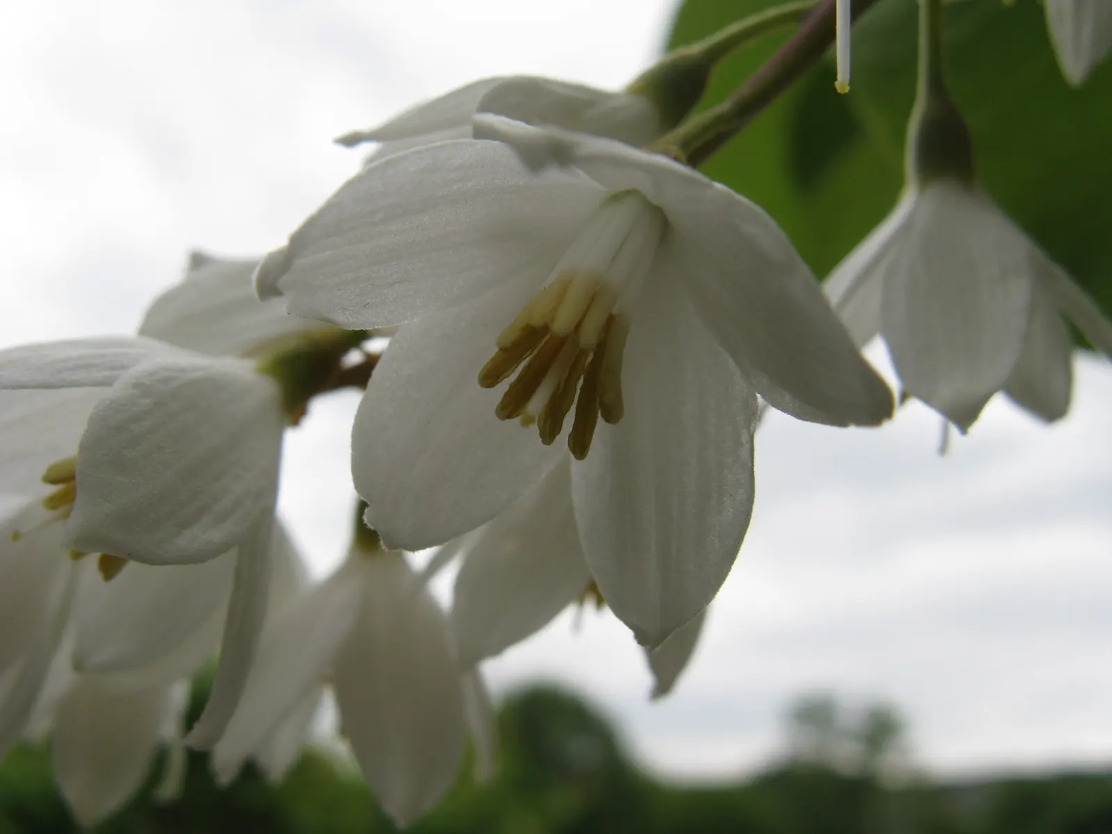 Fragrant Snowbell (Styrax Obassia) — some reaching up to 8 inches in length; tree with white blooms