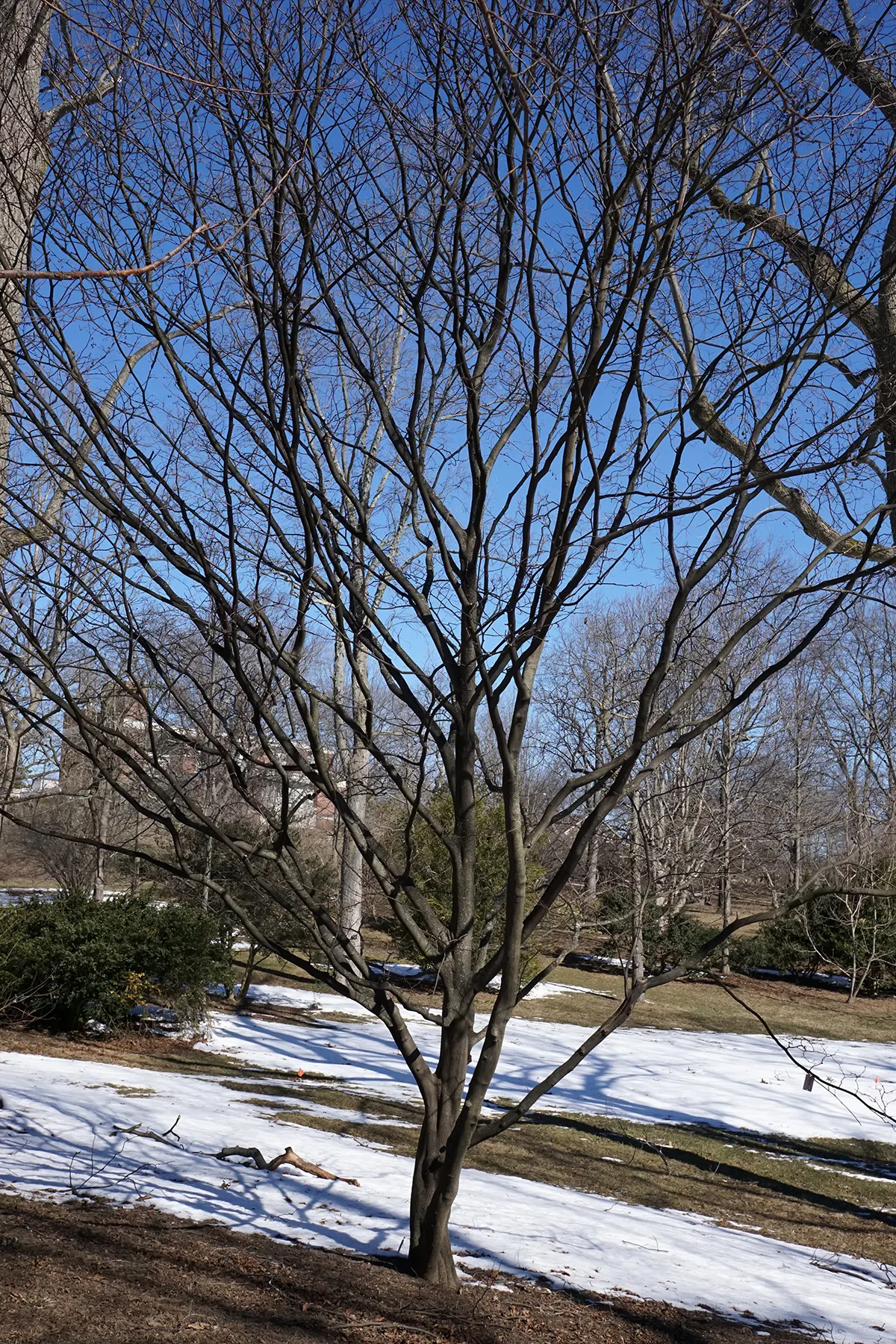 Fragrant Snowbell (Styrax Obassia) — tree with white blooms