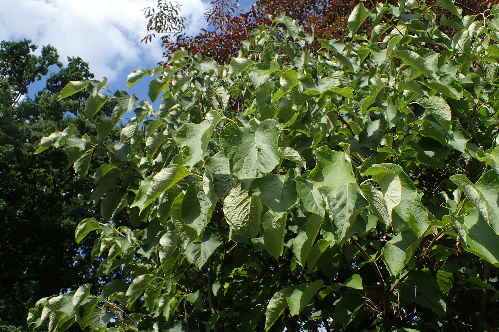 Fragrant Snowbell (Styrax Obassia) — Reaching an average height of 20 to 30 feet with a spread of 15 to 20 feet; it reaches heights of 20-30 feet, image 51