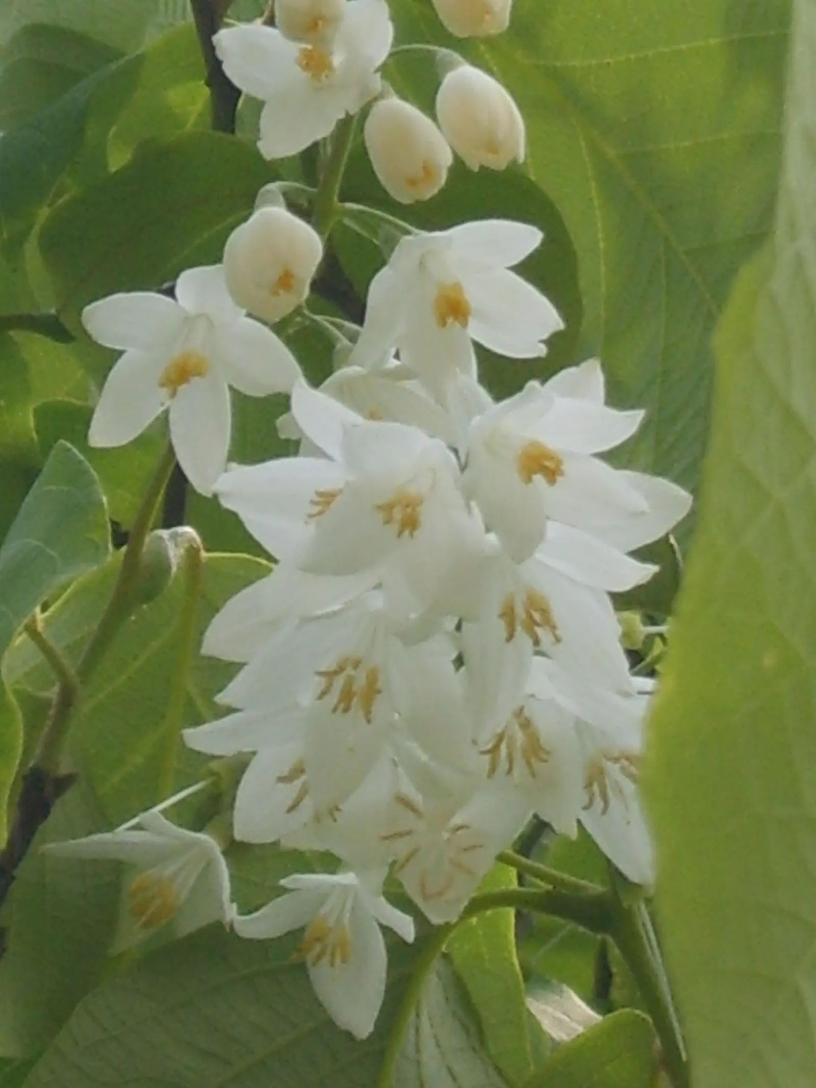 Fragrant Snowbell (Styrax Obassia) — is a distinctive deciduous tree that brings delicate beauty and enchanting aroma to any garden; with a lush green