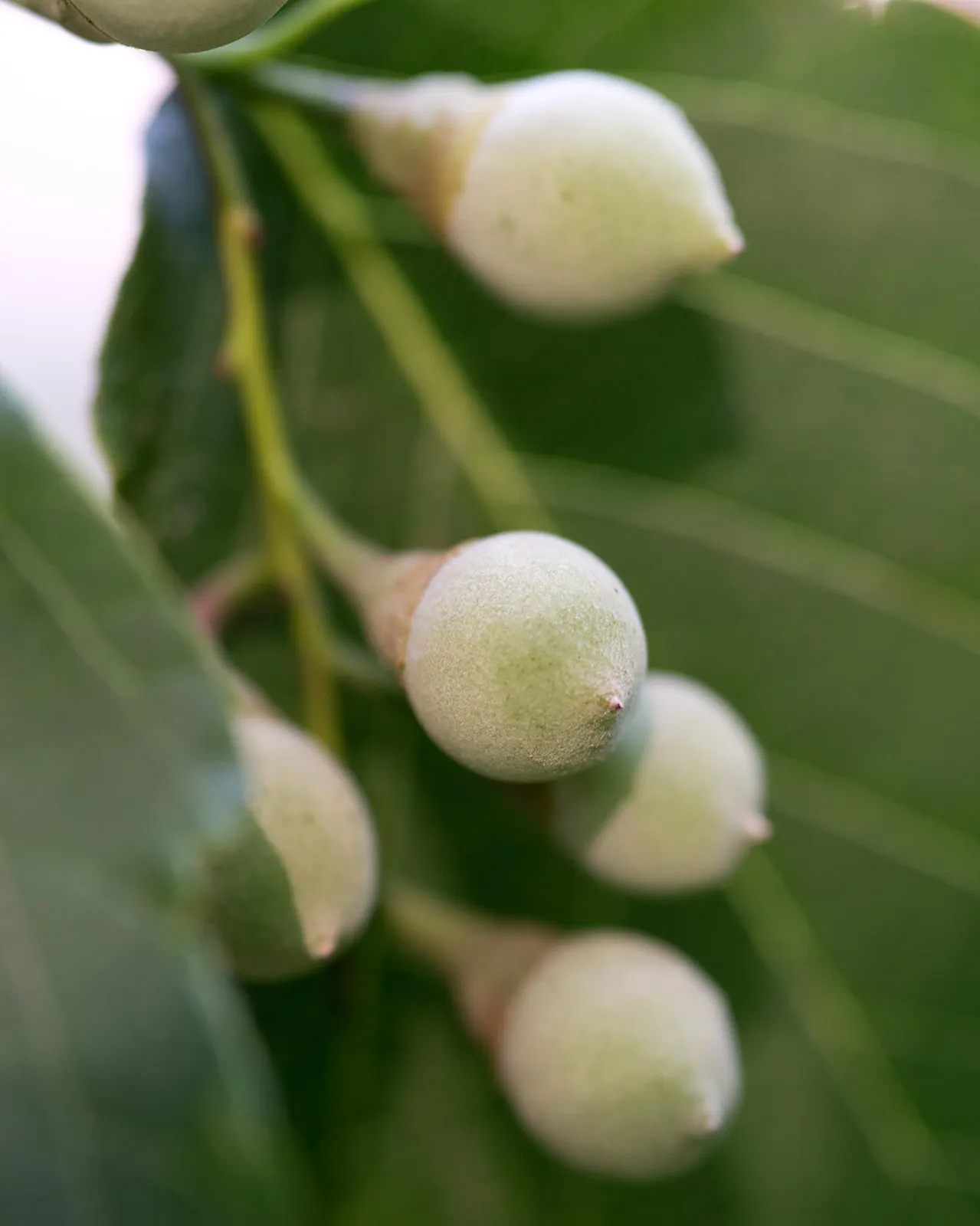 Fragrant Snowbell (Styrax Obassia) — Minimal pruning is required to maintain its natural, pleasing shape, ensuring ease of care for the homeowner; bell-shaped