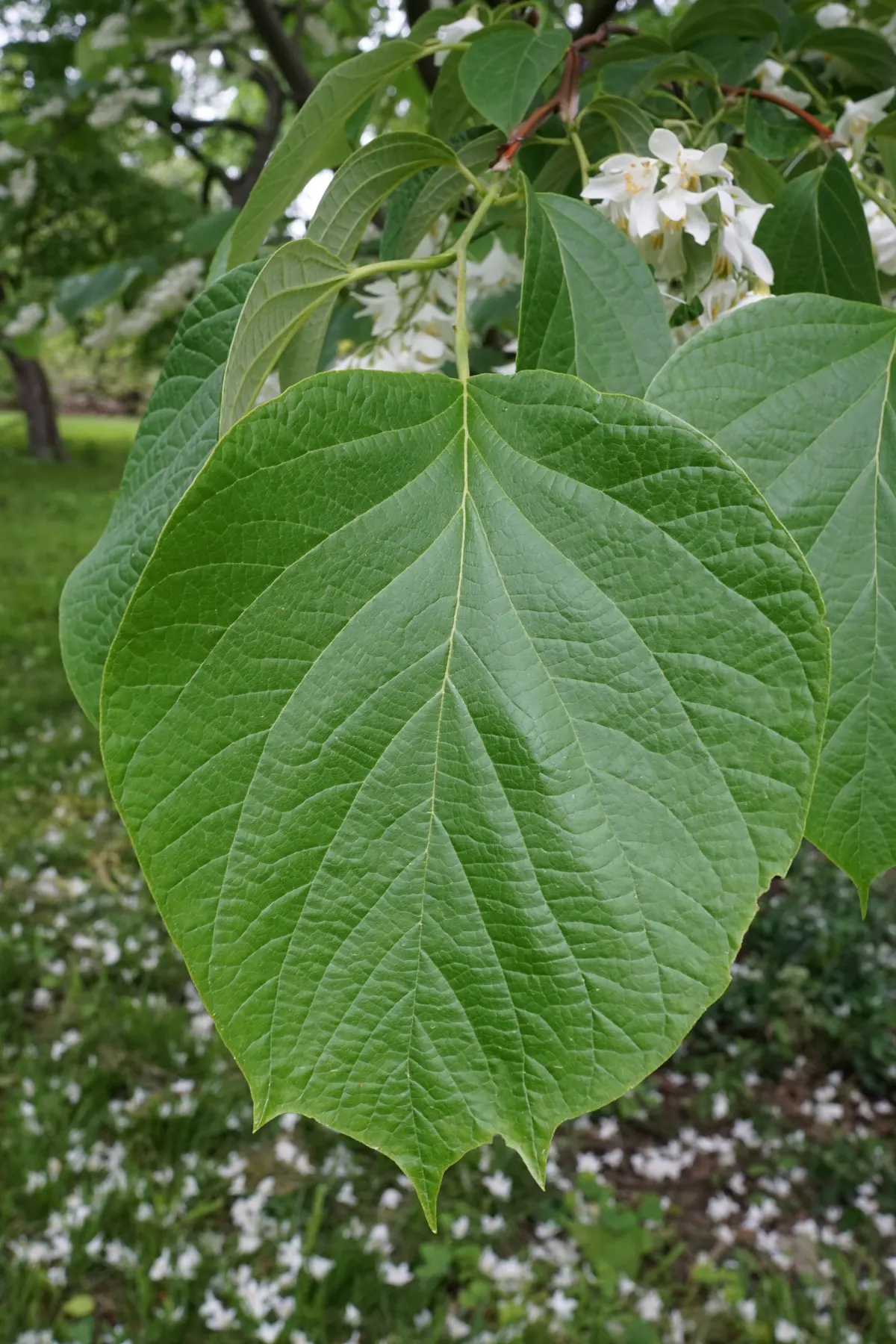 Fragrant Snowbell (Styrax Obassia) — exuding a sweet fragrance that can perfume the entire garden; reaching an average height of 20 to 30 feet with a spread of