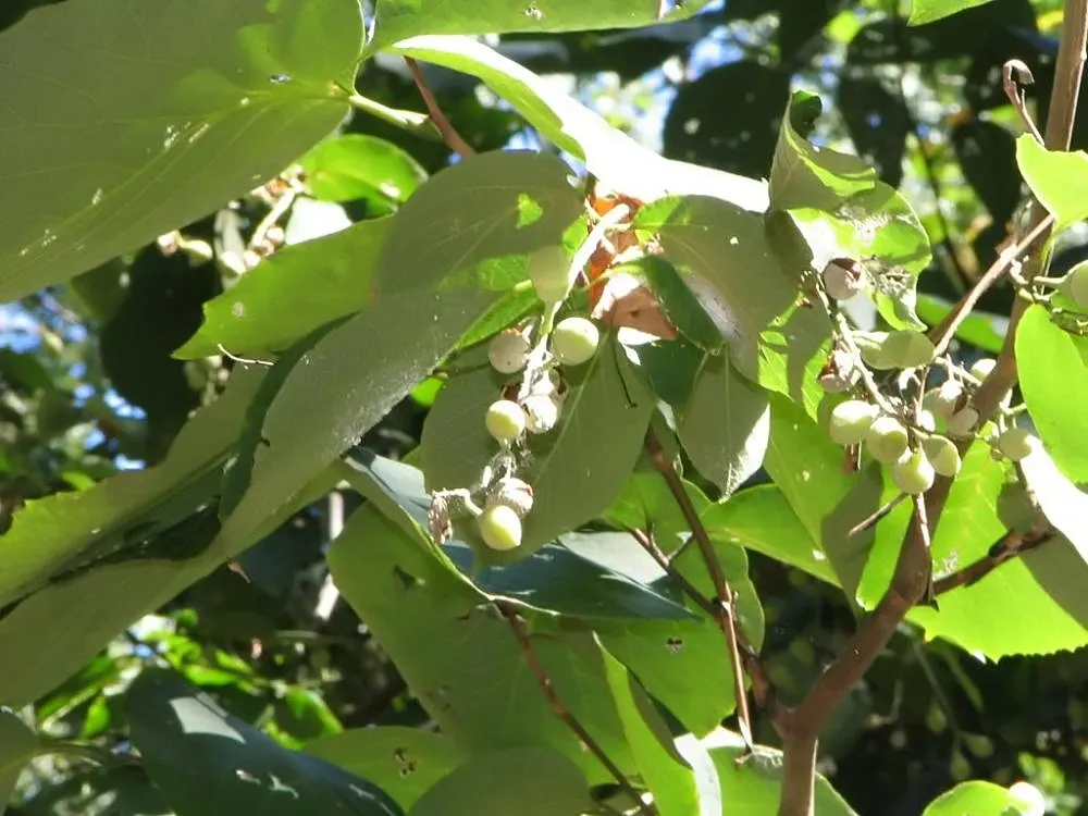 Fragrant Snowbell (Styrax Obassia) — Plant it in well-drained, loamy soil, preferably with a slightly acidic to neutral pH