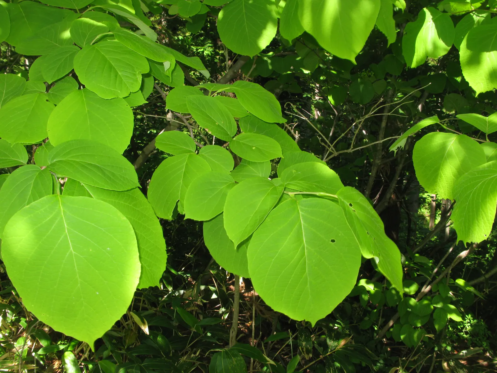 Fragrant Snowbell (Styrax Obassia) — A low-maintenance yet captivating tree; white flowers in the garden