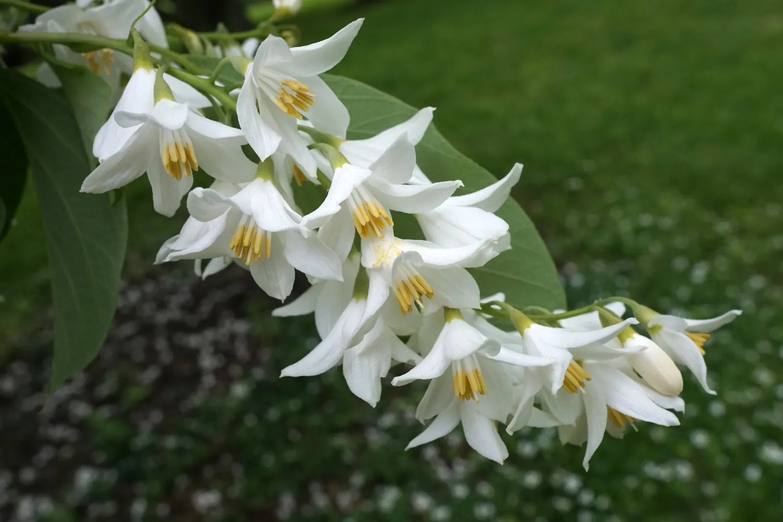 Fragrant Snowbell (Styrax Obassia) — Well-suited to USDA zones 5-8; this deciduous tree flaunts large, lush green leaves, and prefers partial to full sun