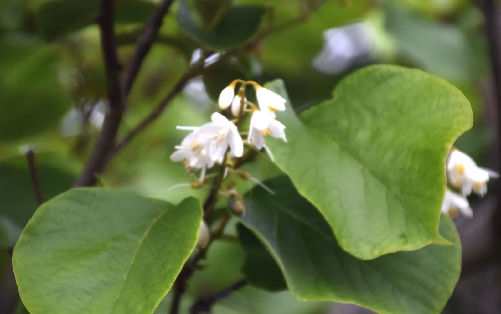 Fragrant Snowbell (Styrax Obassia) — some reaching up to 8 inches in length