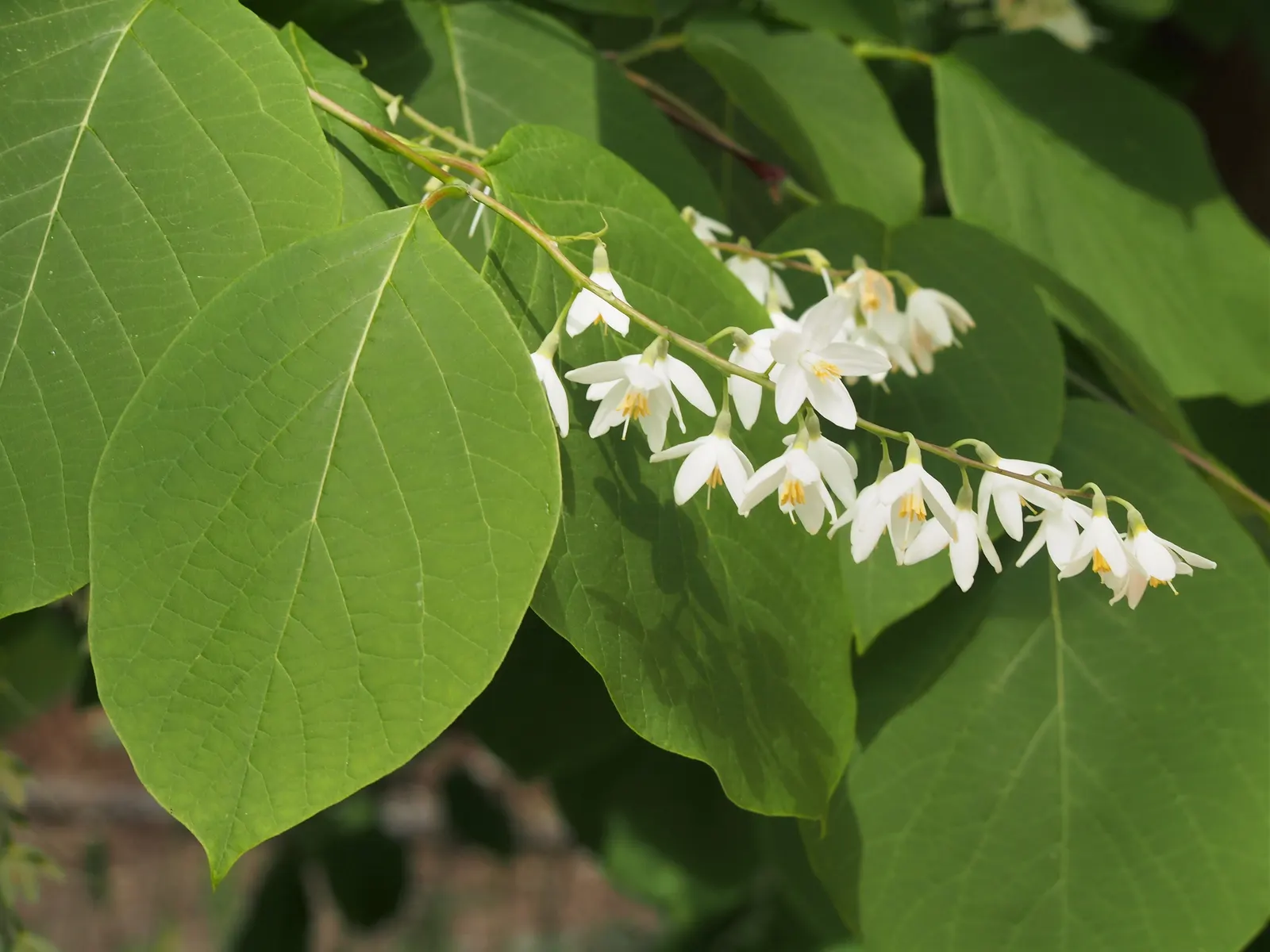 Fragrant Snowbell (Styrax Obassia) — with a lush green appearance that turns to striking shades of yellow in the fall; is a distinctive deciduous, image 61