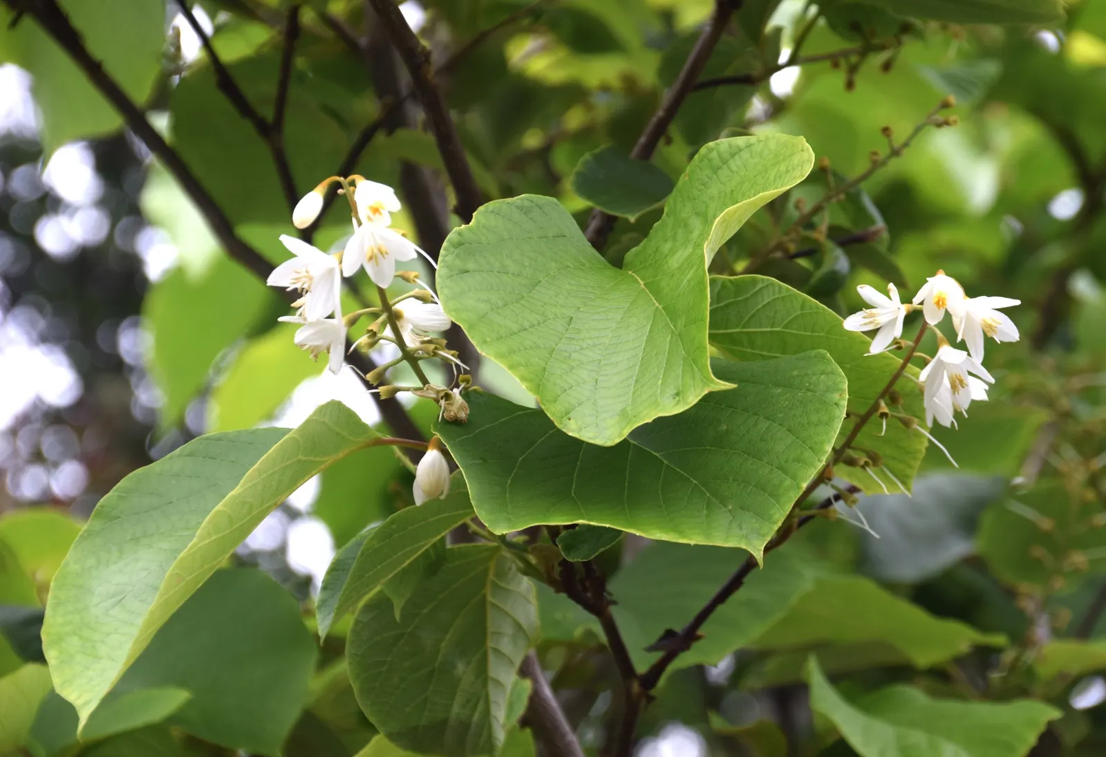 Fragrant Snowbell (Styrax Obassia) — is a distinctive deciduous tree that brings delicate beauty and enchanting aroma to any garden; with a lush, image 50