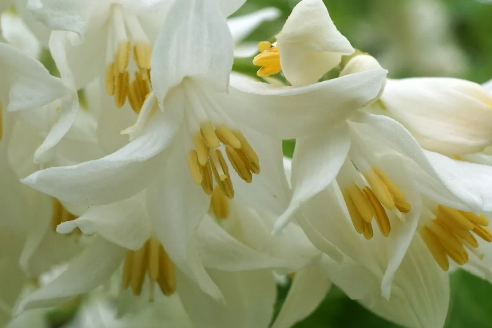 Fragrant Snowbell (Styrax Obassia) — tree for full or half; a low-maintenance yet captivating tree, image 66