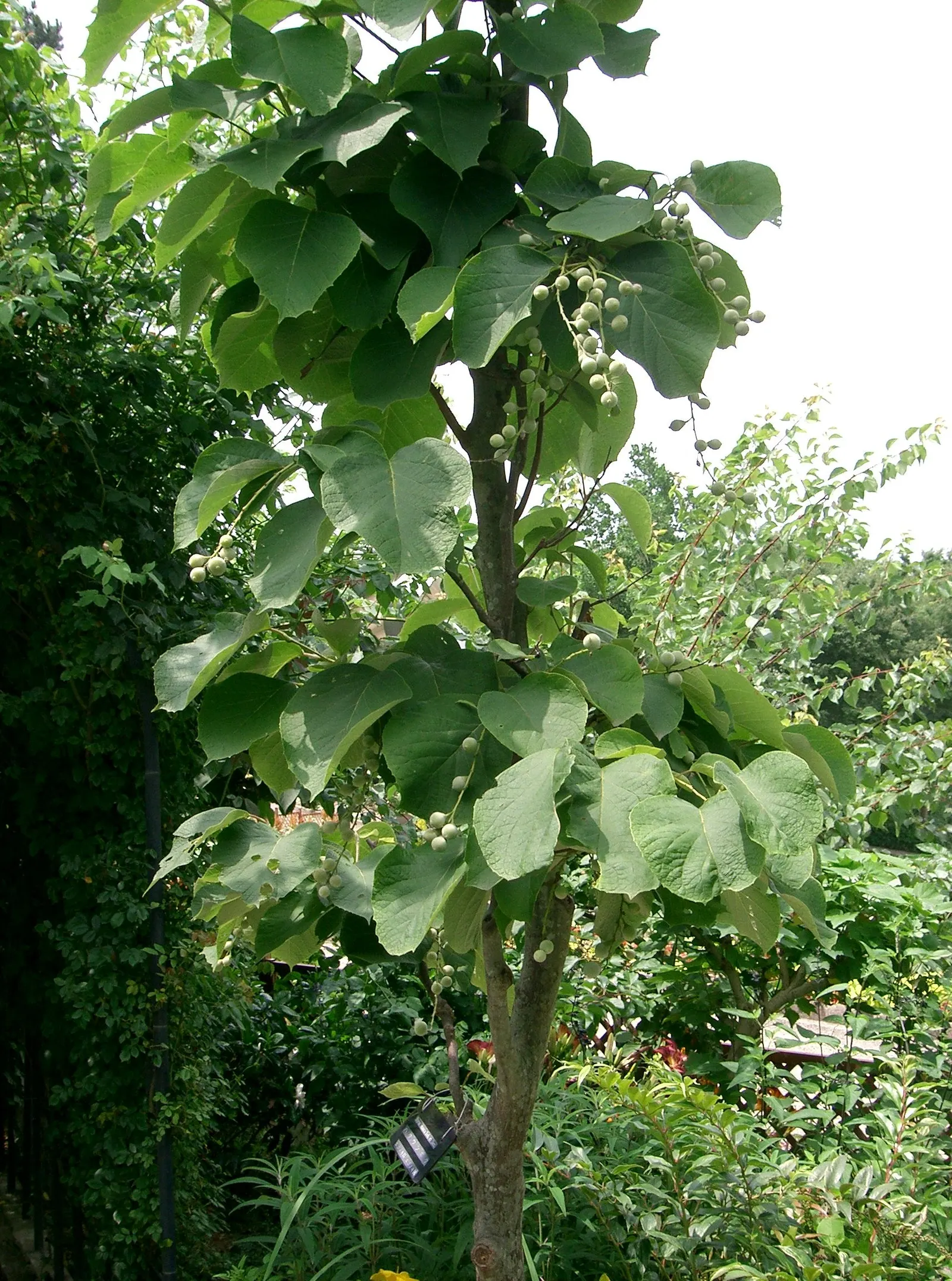 Fragrant Snowbell (Styrax Obassia) — Styrax obassia flourishes in USDA hardiness zones 5 to 8; is a cherished ornamental tree prized for its clusters of