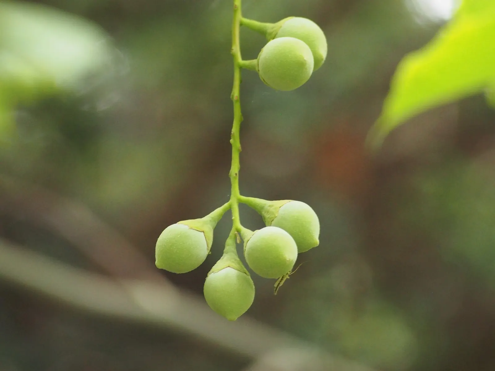 Fragrant Snowbell (Styrax Obassia) — is a cherished ornamental tree prized for its clusters of bell-shaped